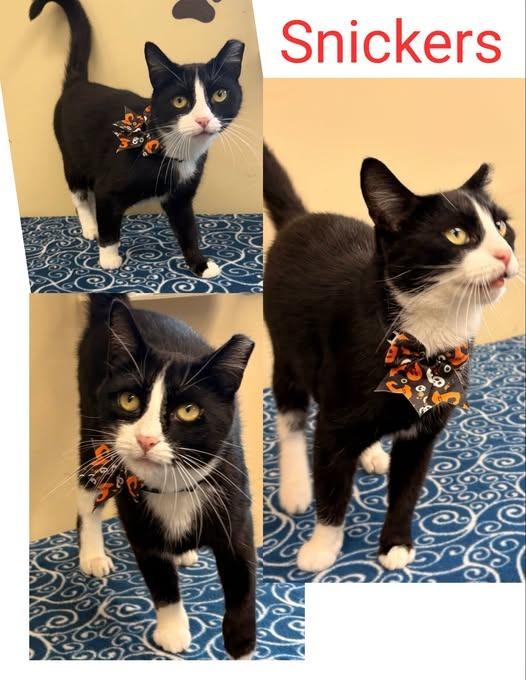 Snickers, Adoptable, Young Female Domestic Short Hair.