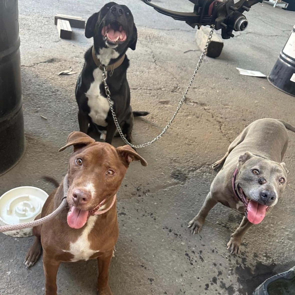 Luna, a Adoptable Pit Bull Terrier in Hayward, CA image 1/6