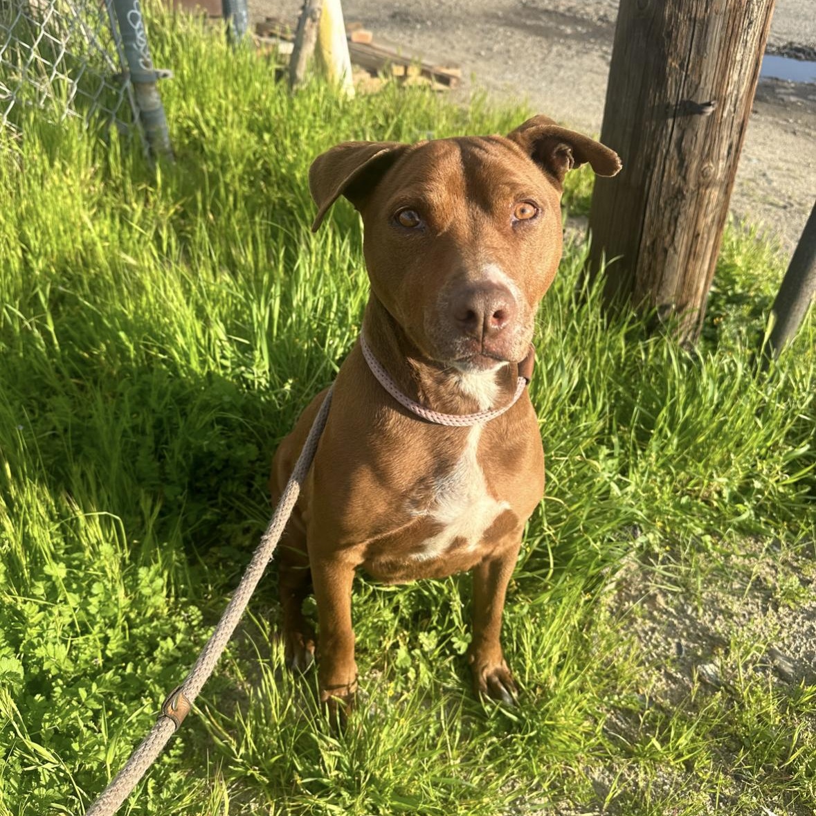 Luna, a Adoptable Pit Bull Terrier in Hayward, CA image 2/6