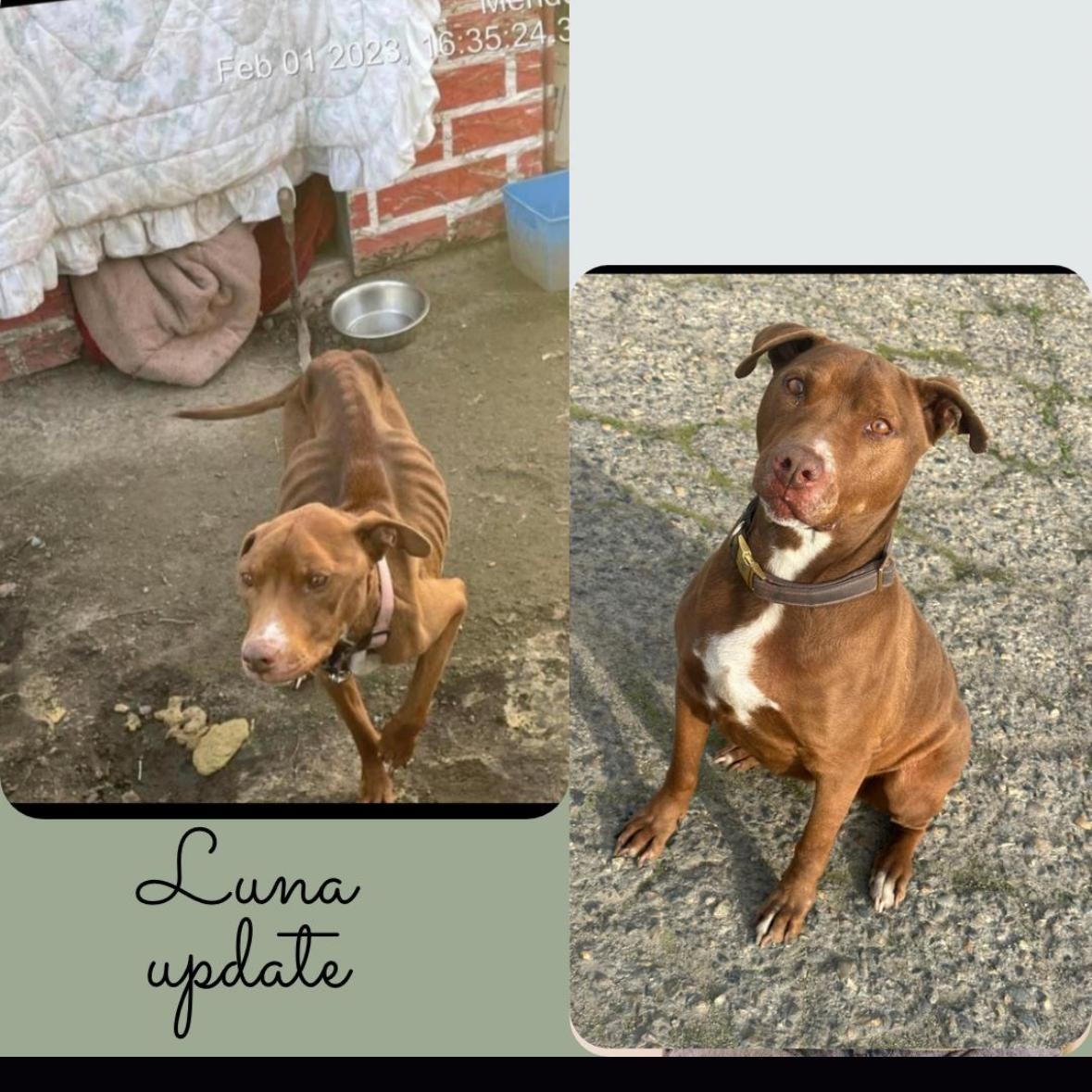 Luna, a Adoptable Pit Bull Terrier in Hayward, CA image 3/6