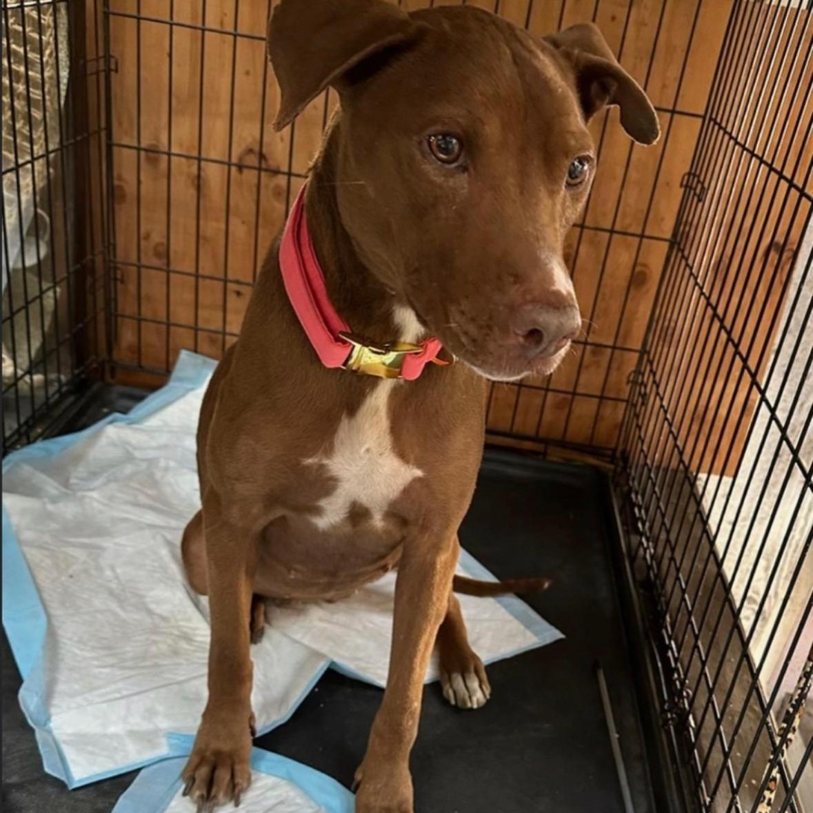 Luna, a Adoptable Pit Bull Terrier in Hayward, CA image 4/6