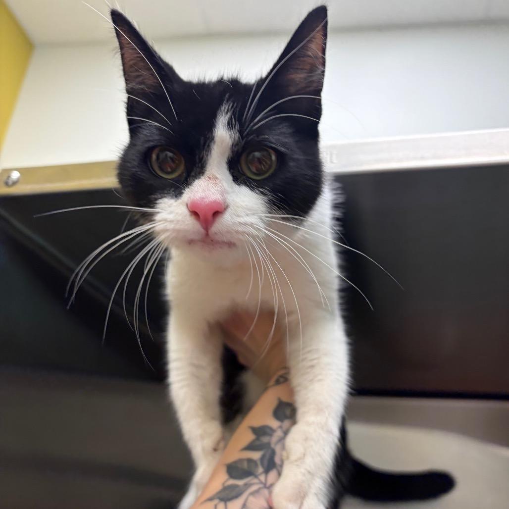 Jolt, a Adoptable Domestic Short Hair in Keizer, OR image 1/2