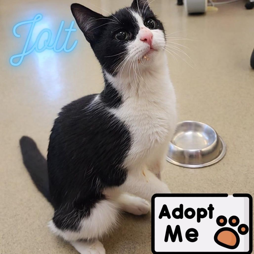 Jolt, a Adoptable Domestic Short Hair in Keizer, OR image 2/2