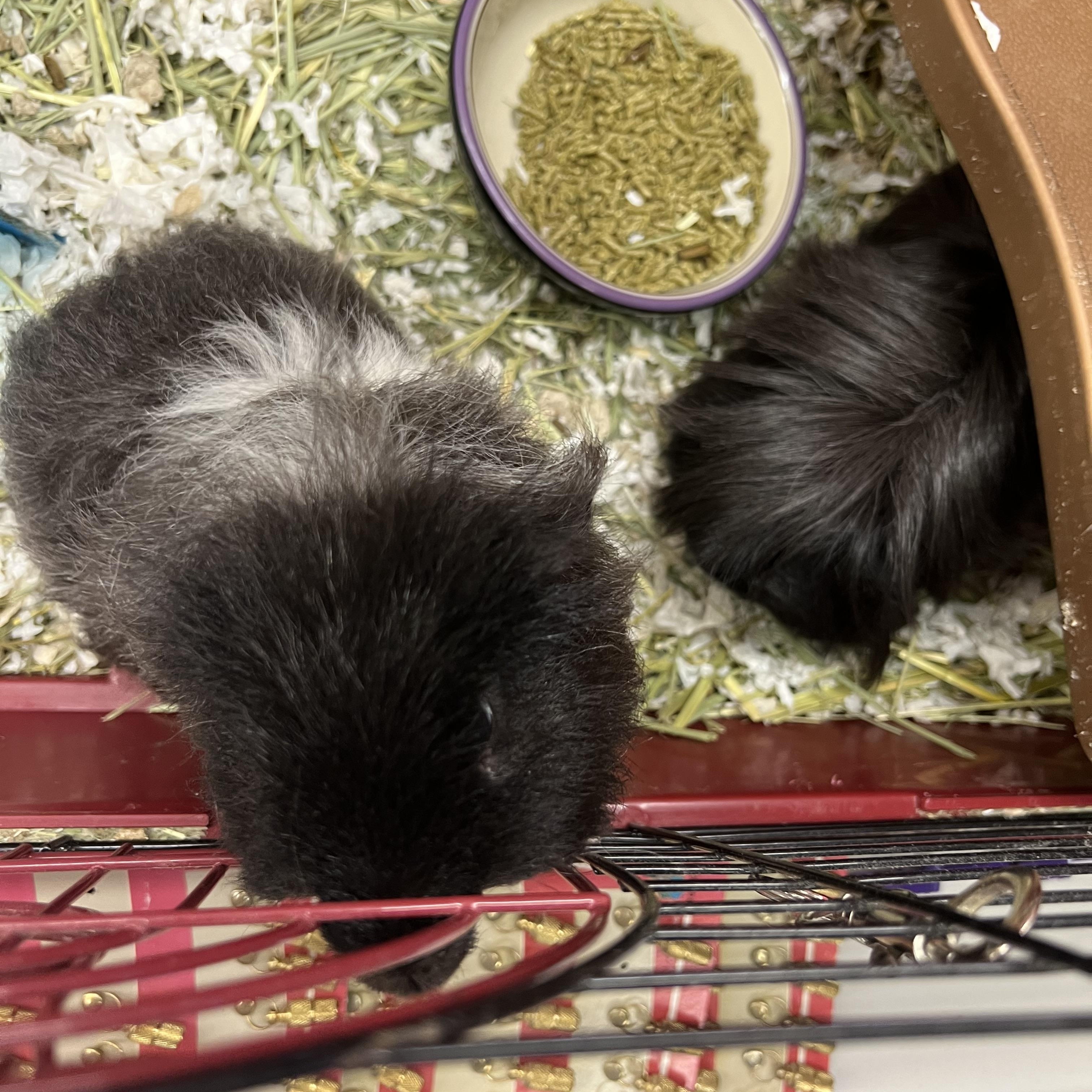 Moomoo and Fritz, Adoptable, Adult Male Guinea Pig.