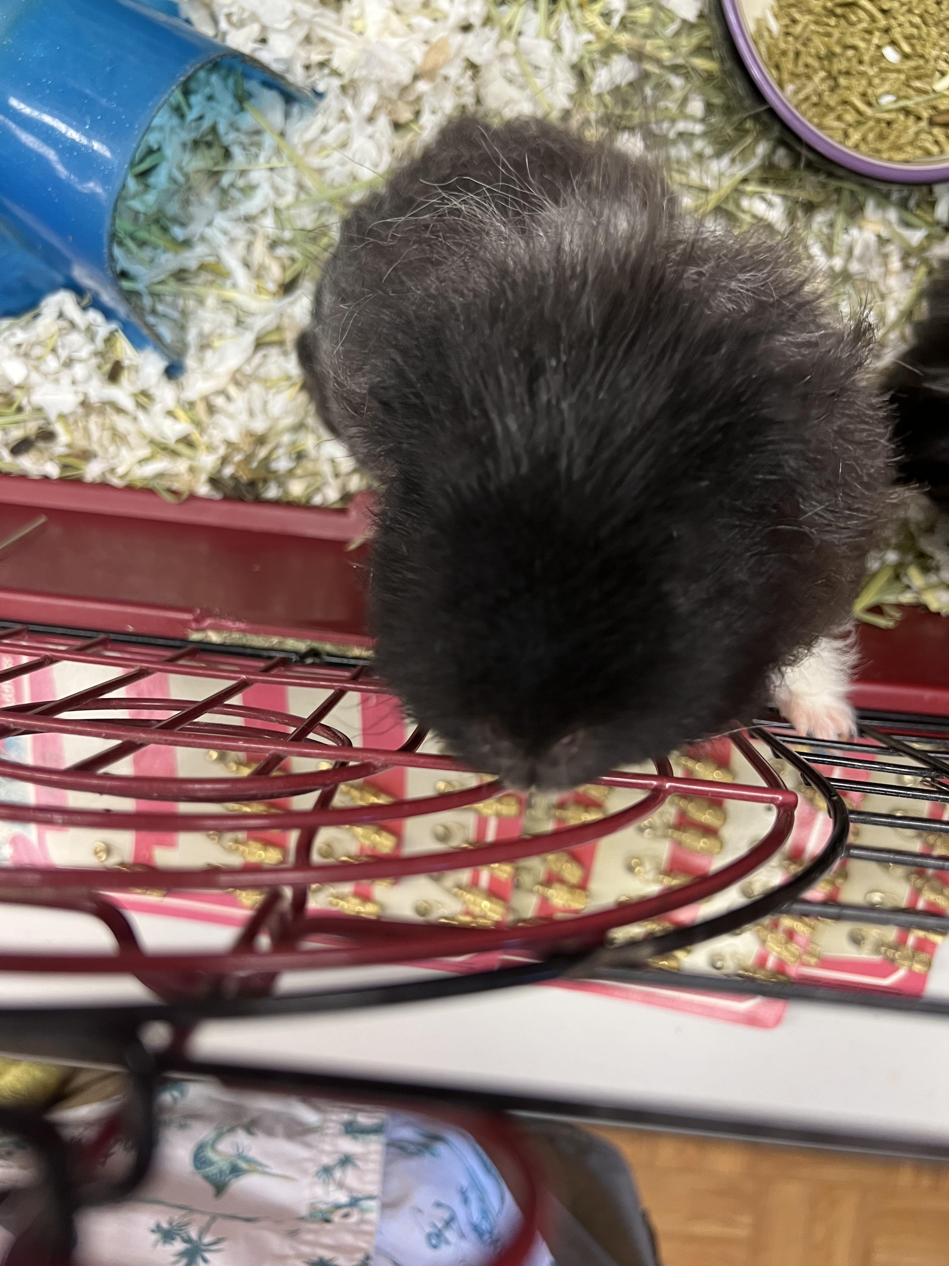 Enlarge Moomoo and Fritz, a Adoptable Guinea Pig in Hillsborough, NJ image 2/4