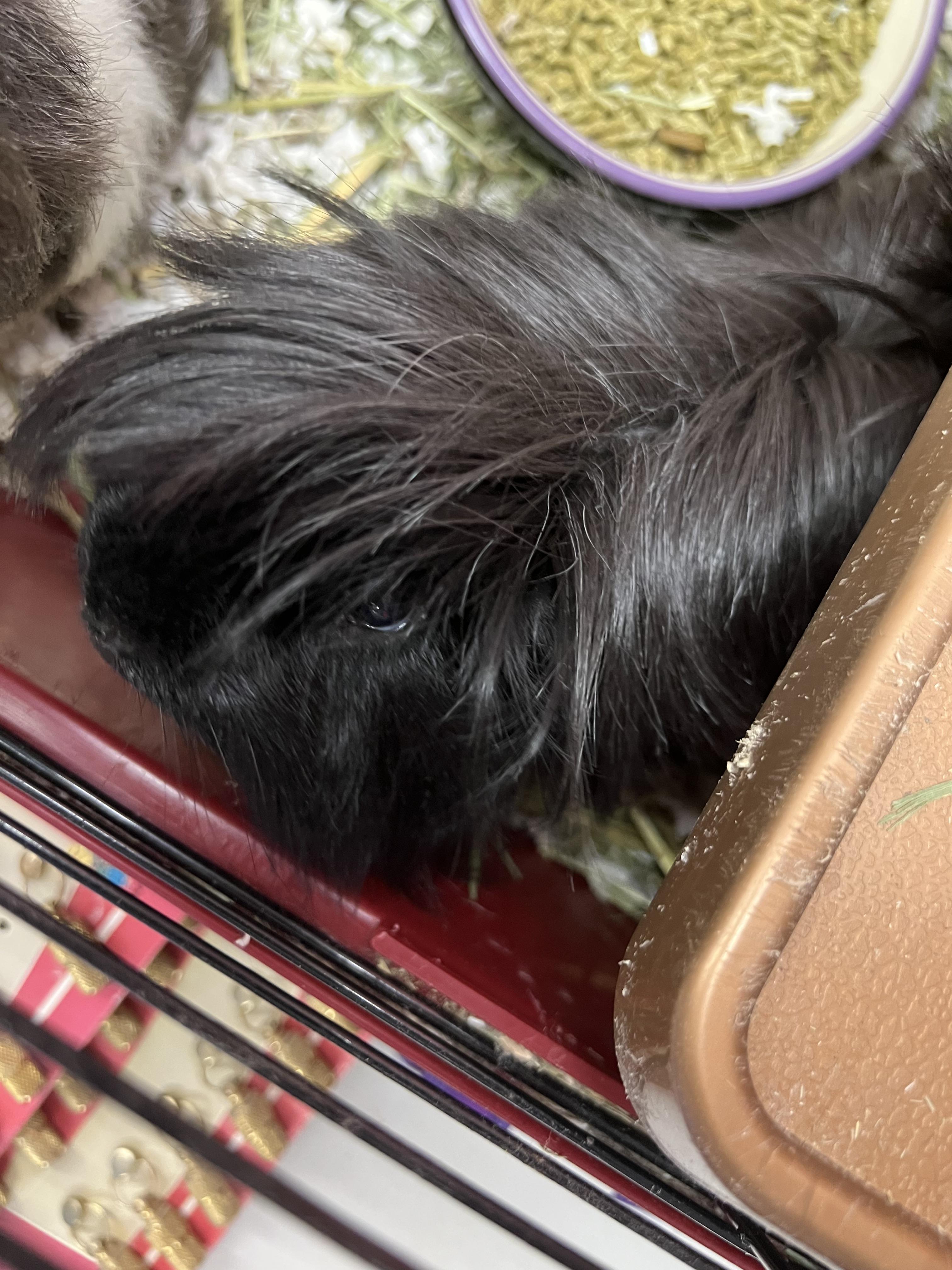 Enlarge Moomoo and Fritz, a Adoptable Guinea Pig in Hillsborough, NJ image 3/4