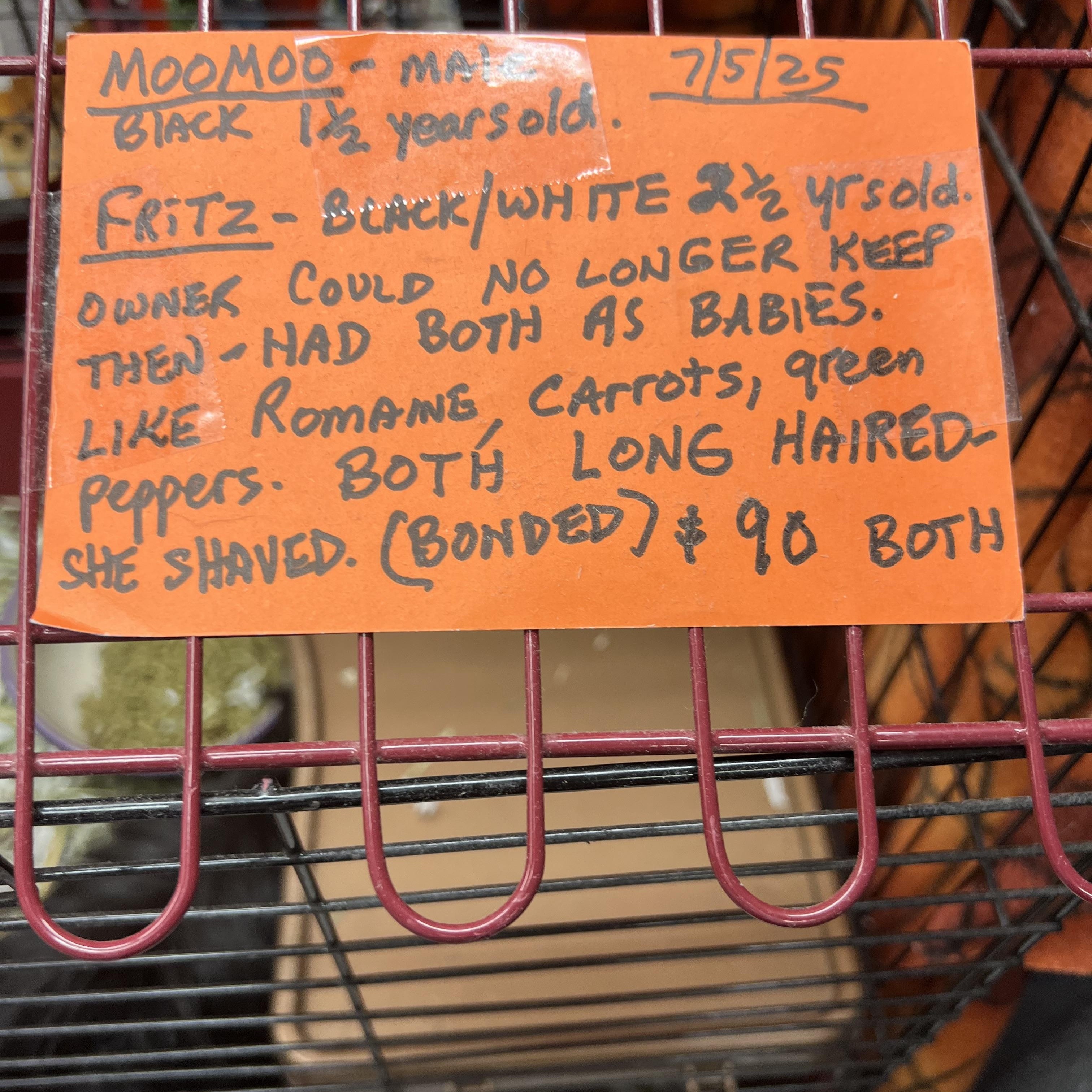 Enlarge Moomoo and Fritz, a Adoptable Guinea Pig in Hillsborough, NJ image 4/4