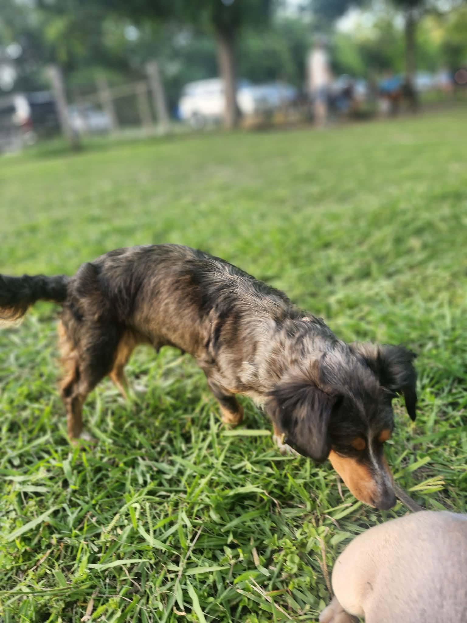 Margo, a Adopted Dachshund in Austin, TX image 1/3