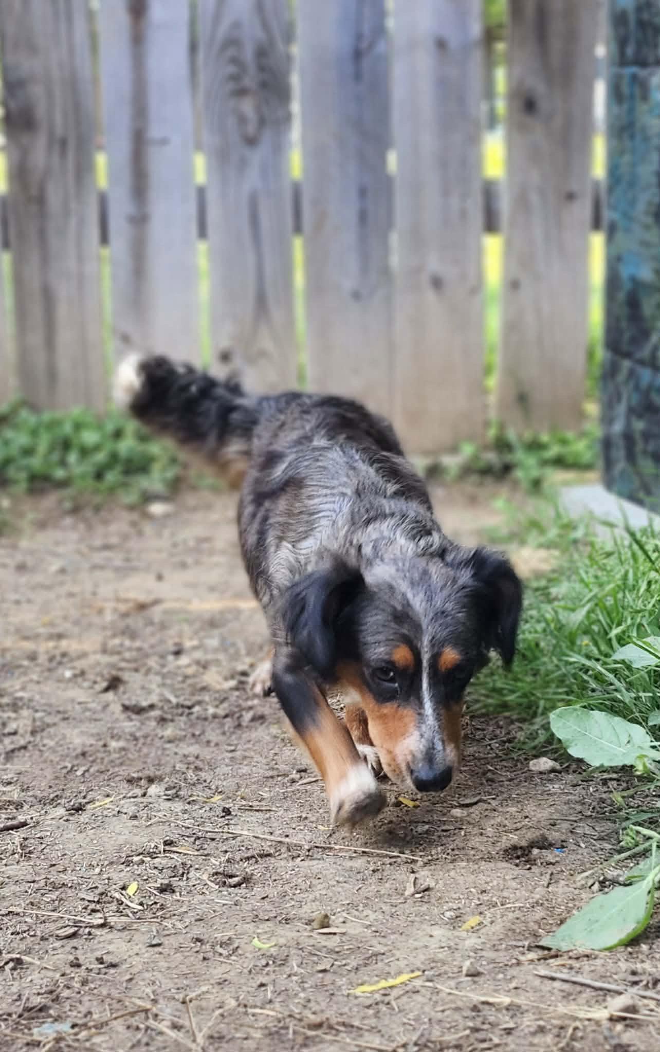 Margo, a Adopted Dachshund in Austin, TX image 2/3