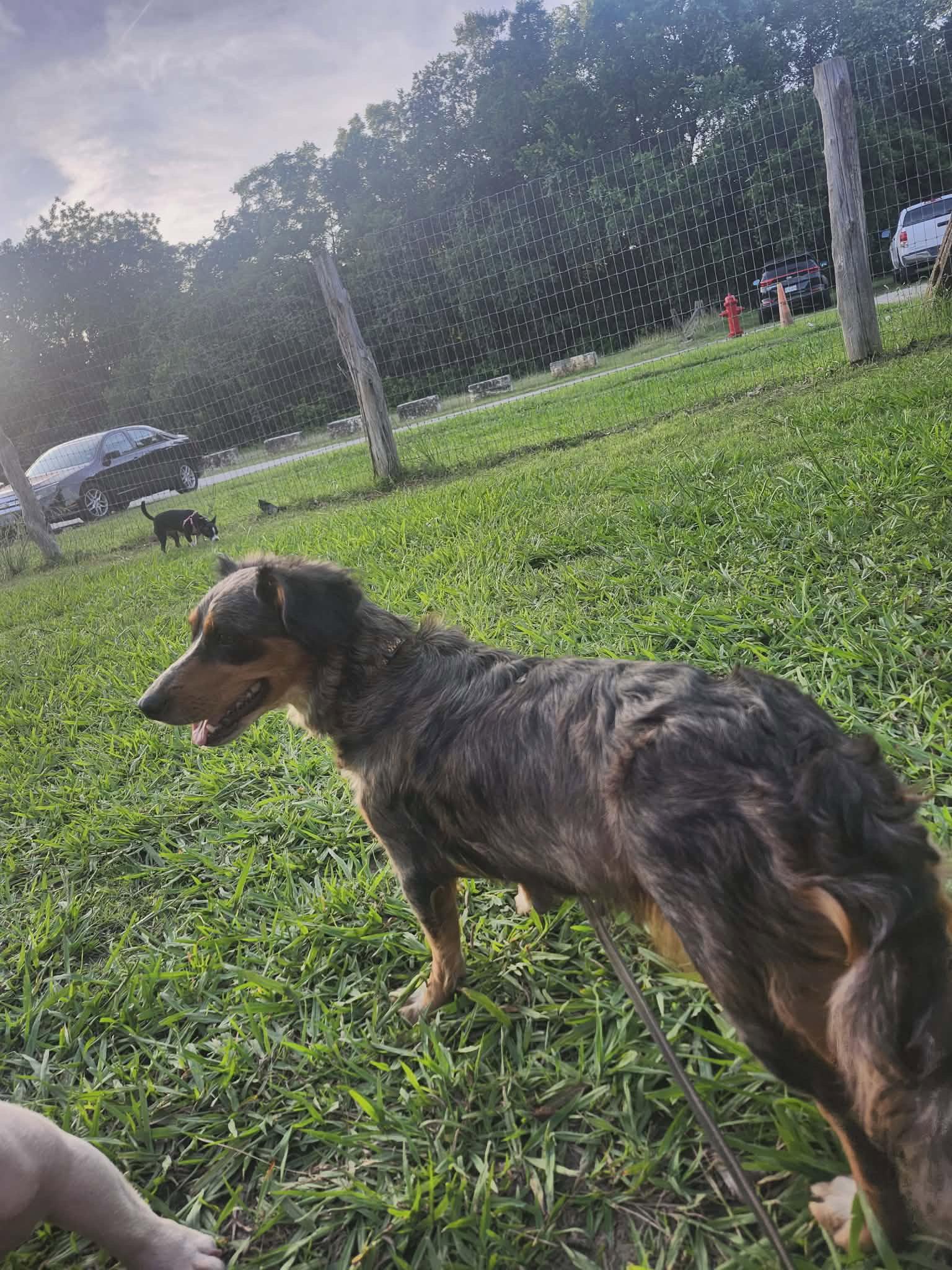 Margo, a Adopted Dachshund in Austin, TX image 3/3