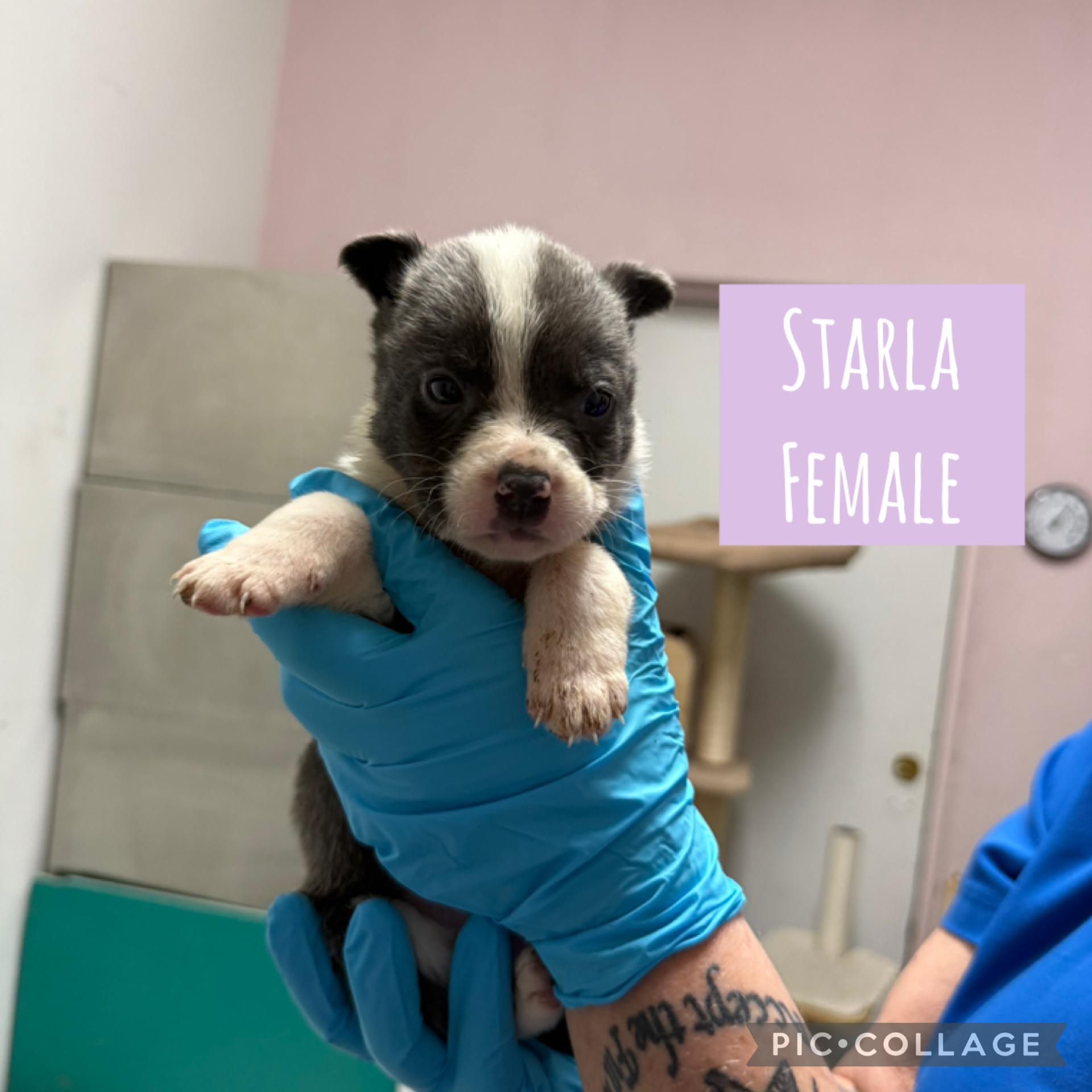 Enlarge Holiday Puppies (Ready Dec 31!) Females, a Adoptable Mixed Breed in wilmington, DE image 2/5