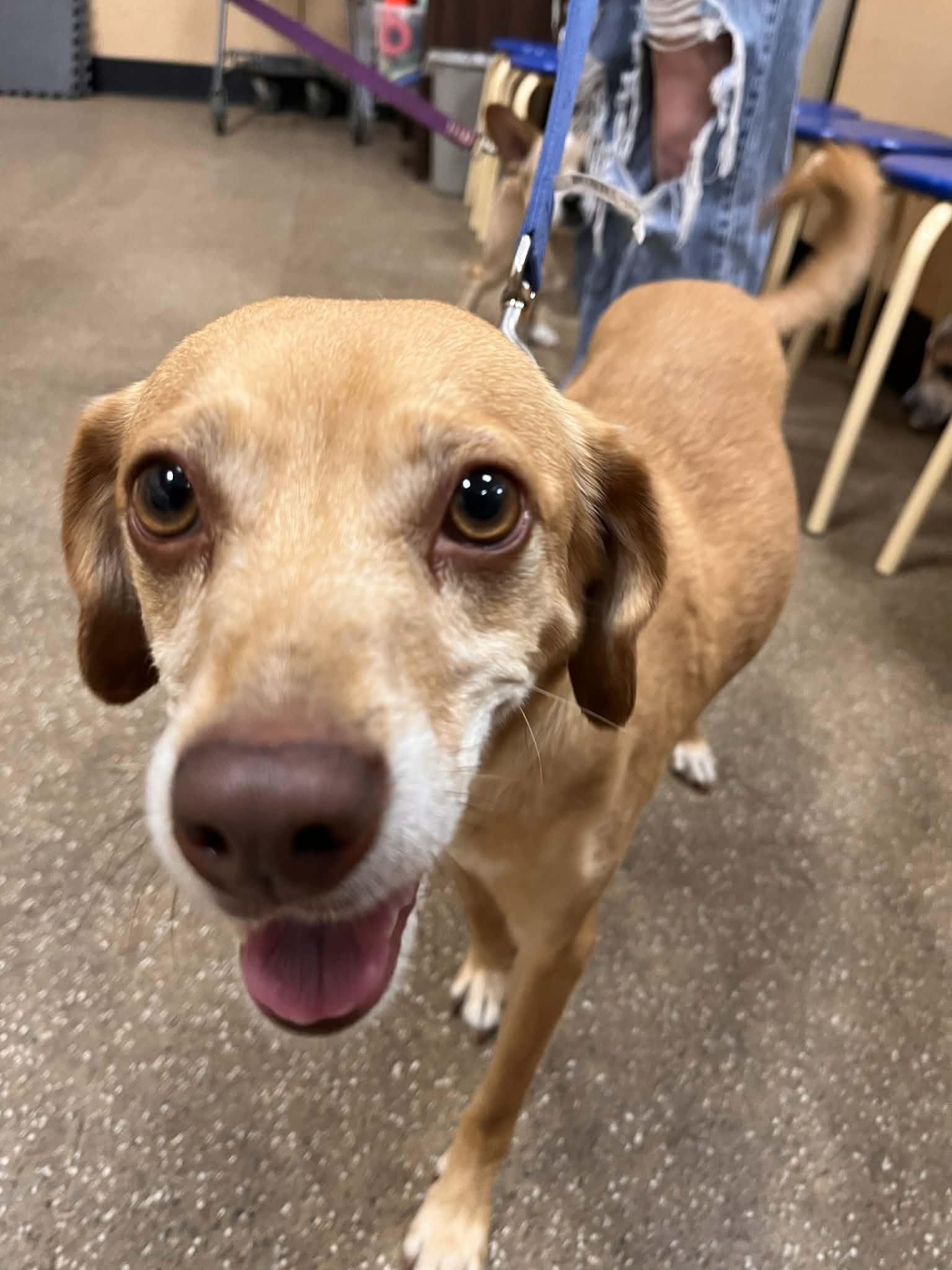 Odie, Adoptable, Adult Male Terrier.