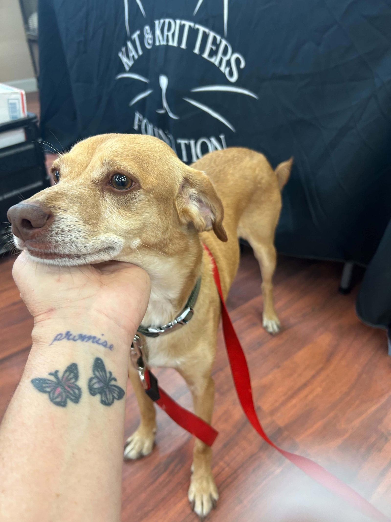 Enlarge Odie, a Adoptable Terrier in hinckley, IL image 2/3