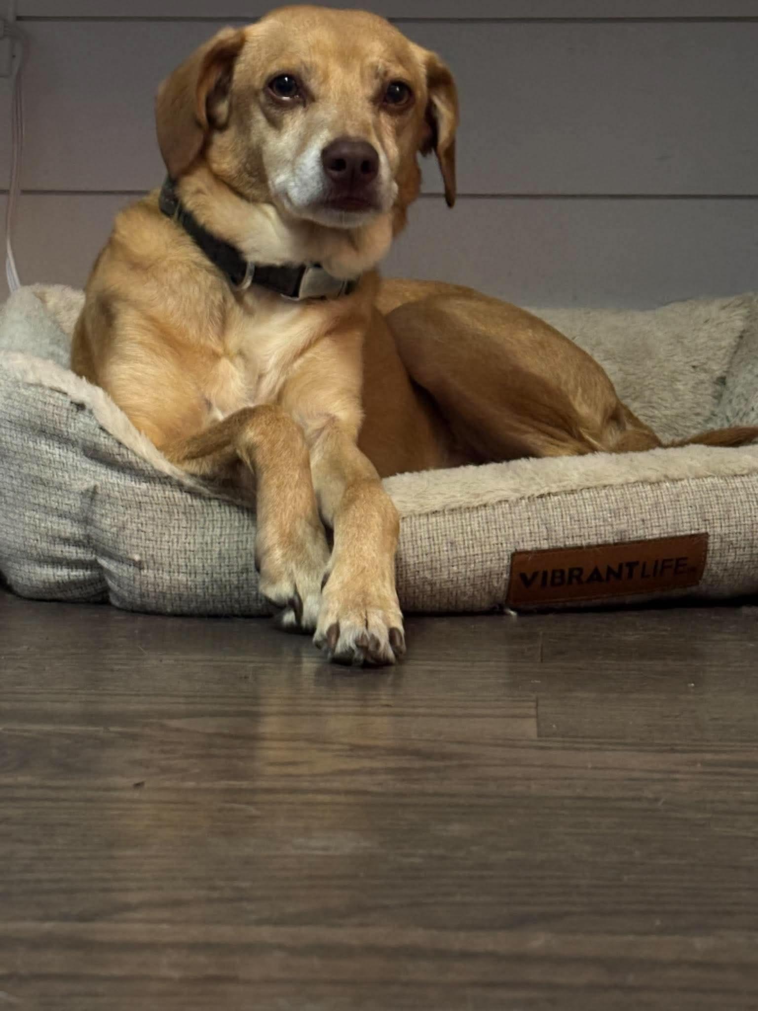 Enlarge Odie, a Adoptable Terrier in hinckley, IL image 3/3