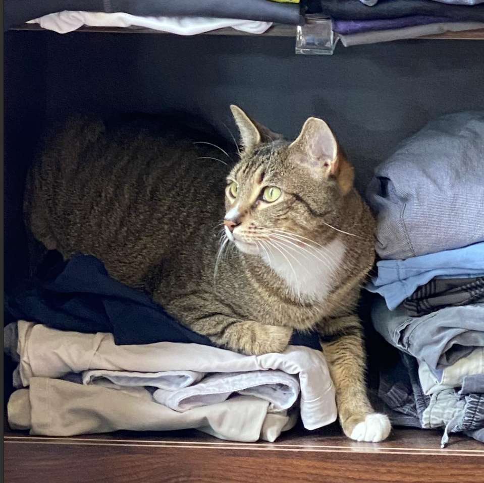 Enlarge Bagel, a Adoptable Domestic Short Hair in Weehawken, NJ image 2/6