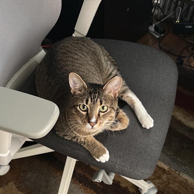 Bagel, Adoptable, Adult Male Domestic Short Hair.
