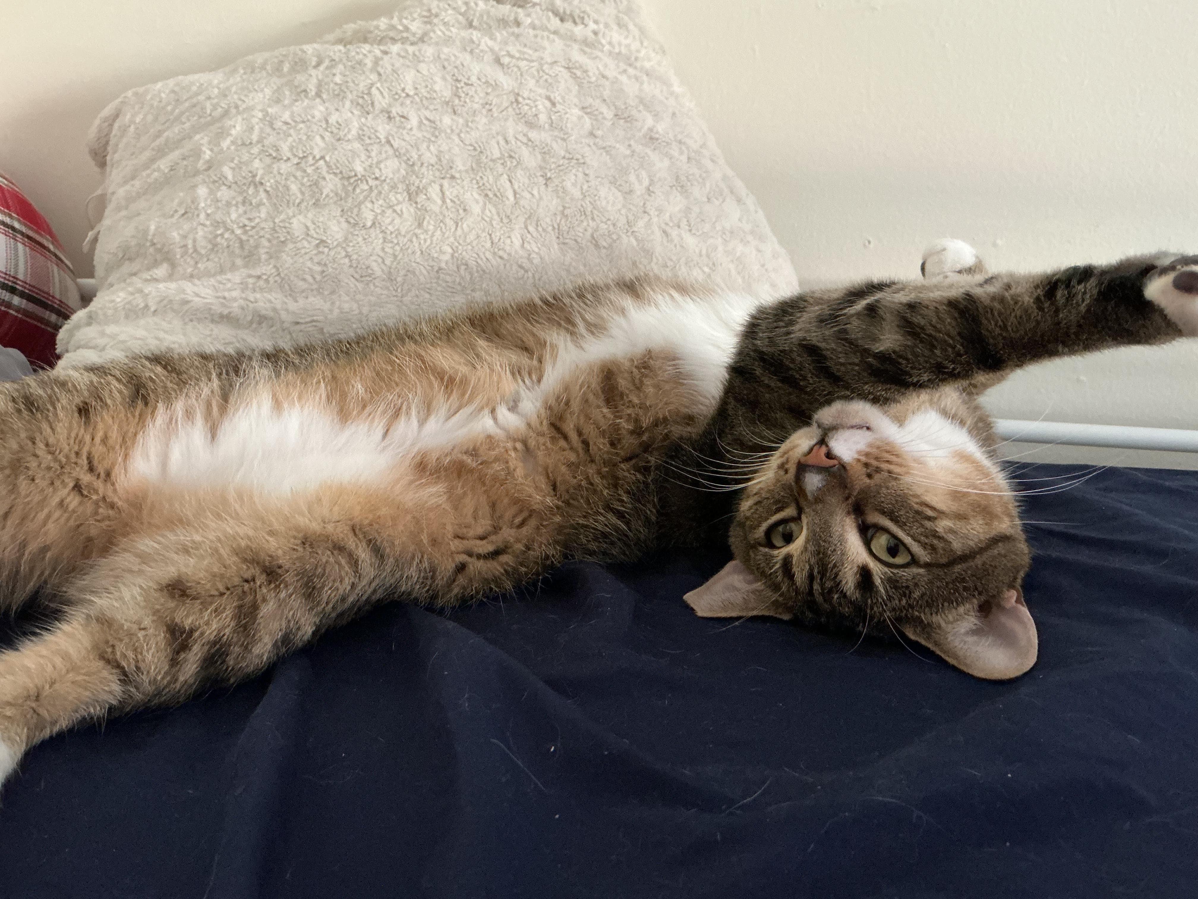 Enlarge Bagel, a Adoptable Domestic Short Hair in Weehawken, NJ image 4/6