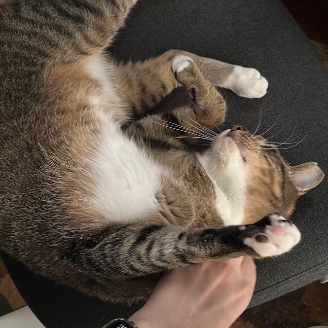 Enlarge Bagel, a Adoptable Domestic Short Hair in Weehawken, NJ image 5/6