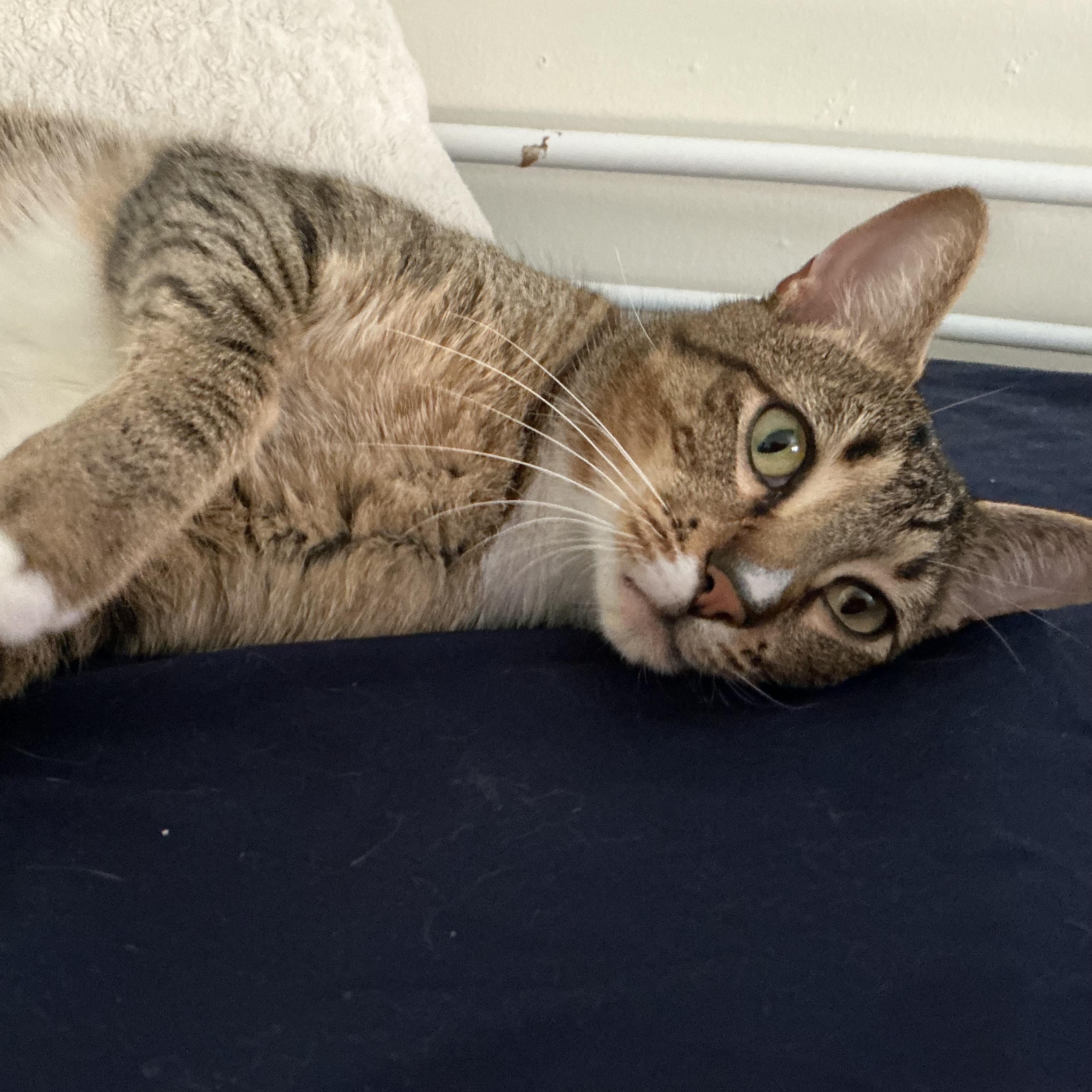 Enlarge Bagel, a Adoptable Domestic Short Hair in Weehawken, NJ image 3/6