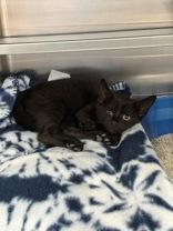 Enlarge Zamite, a Adopted Domestic Short Hair in Manitowoc, WI image 1/1