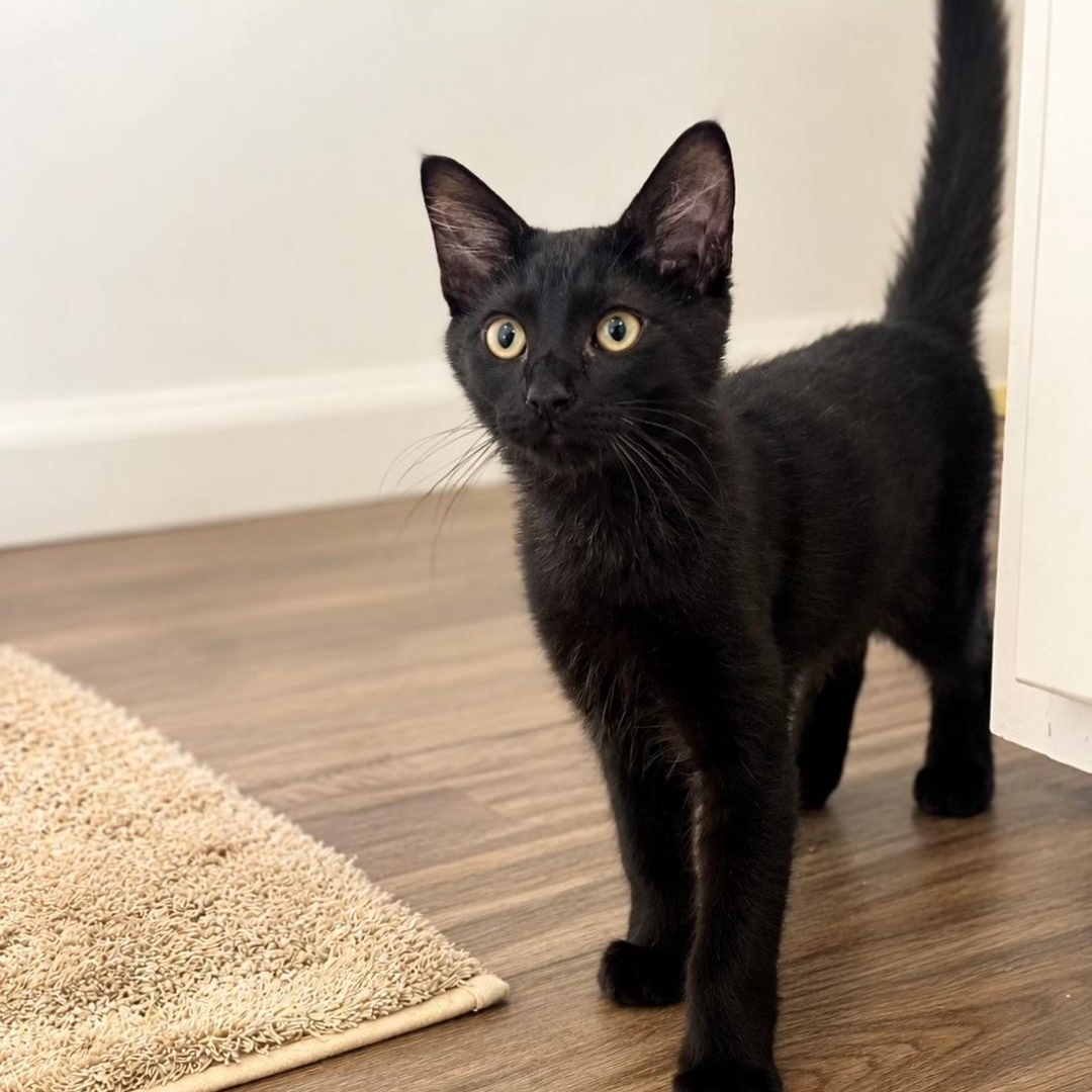Enlarge Elvis Purrsley, a ADOPTABLE mixed breed in Phoenix , AZ image 1/2