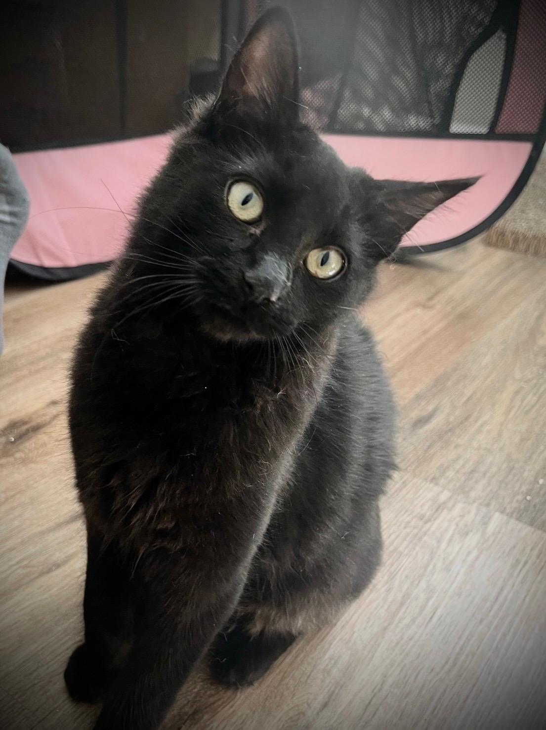 Enlarge Elvis Purrsley, a ADOPTABLE mixed breed in Phoenix , AZ image 2/2