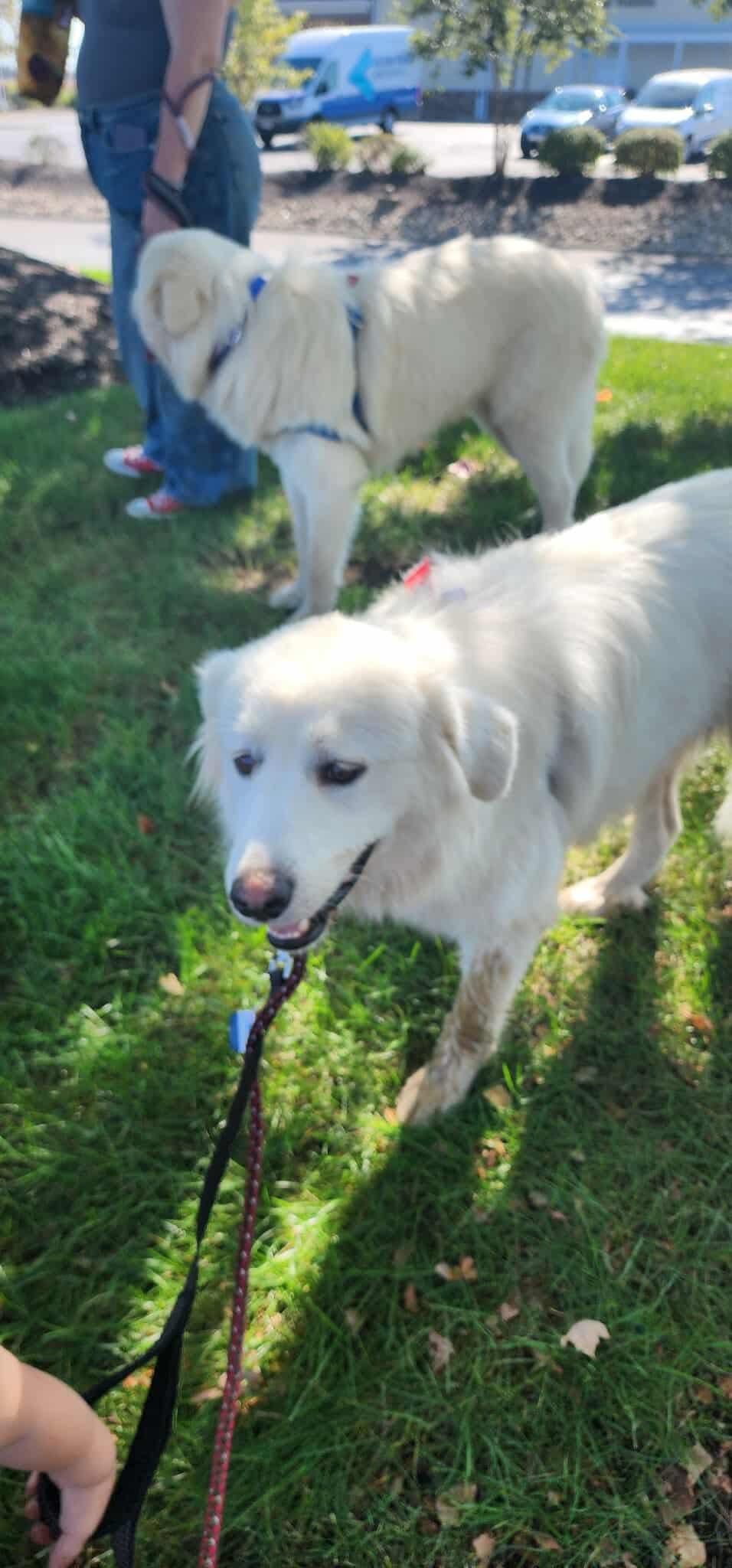 Sadie (3), Adoptable, Adult Female Great Pyrenees.