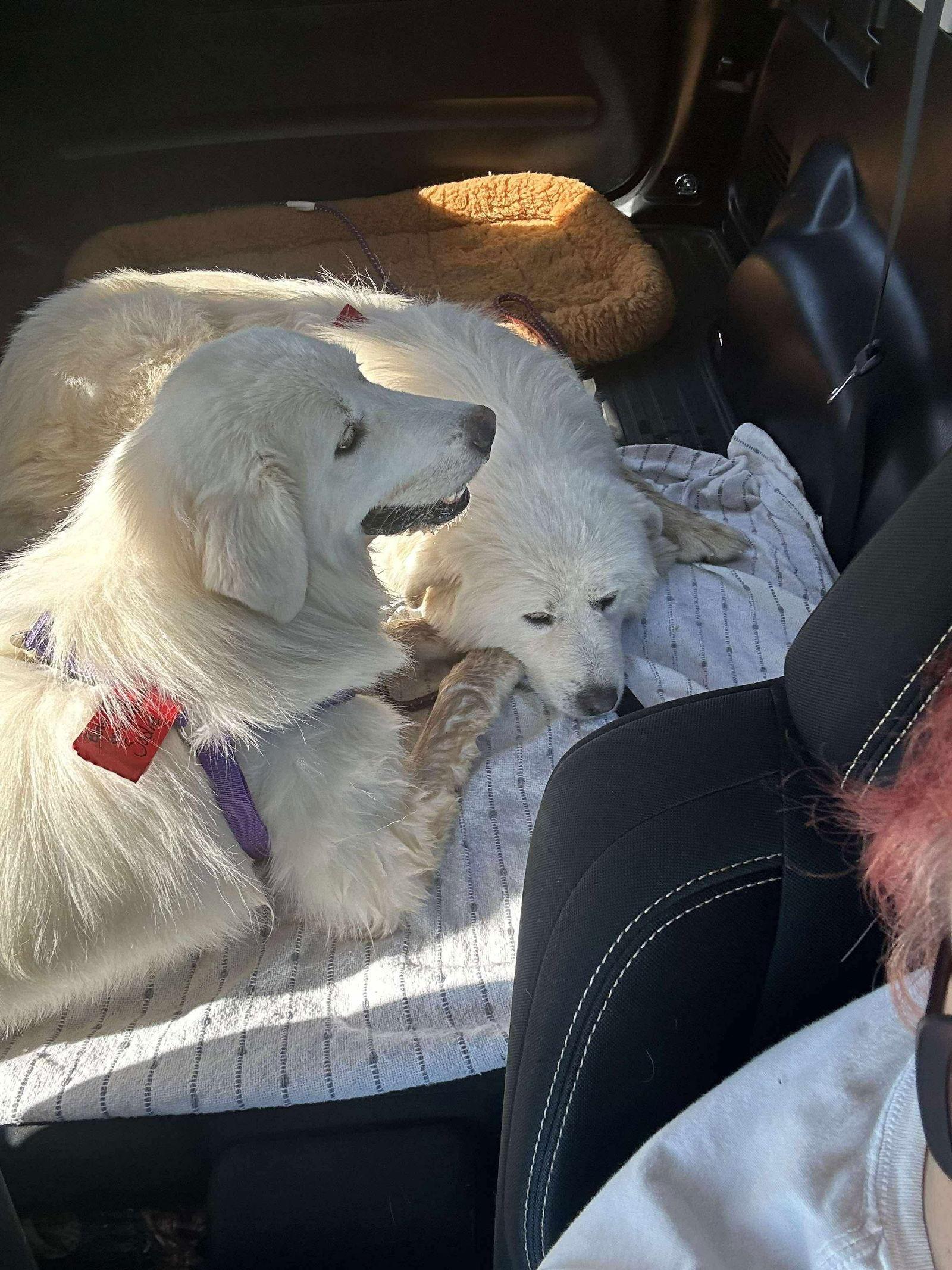 Sadie (3), a Adoptable Great Pyrenees in Croydon, NH image 2/3