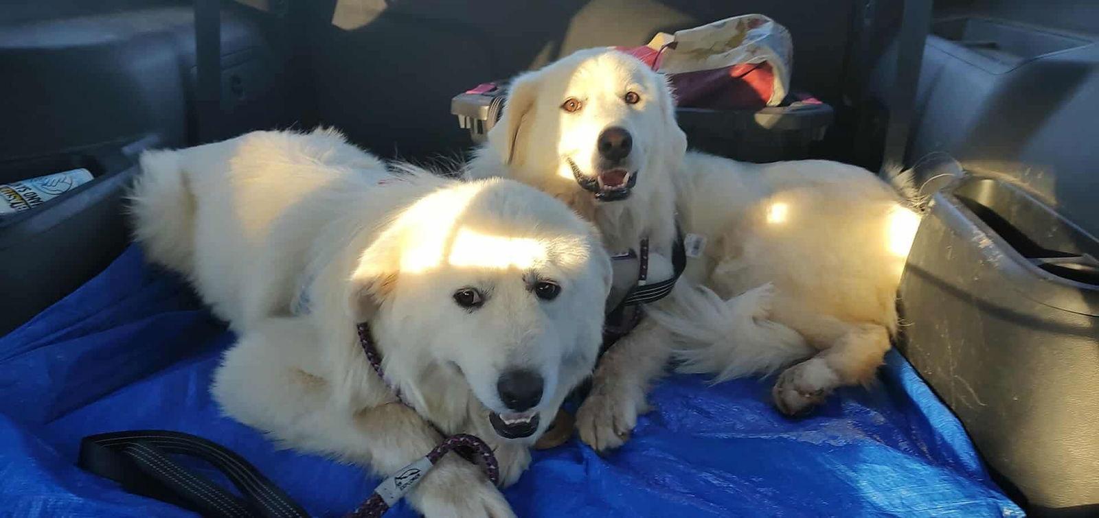 Sadie (3), a Adoptable Great Pyrenees in Croydon, NH image 3/3