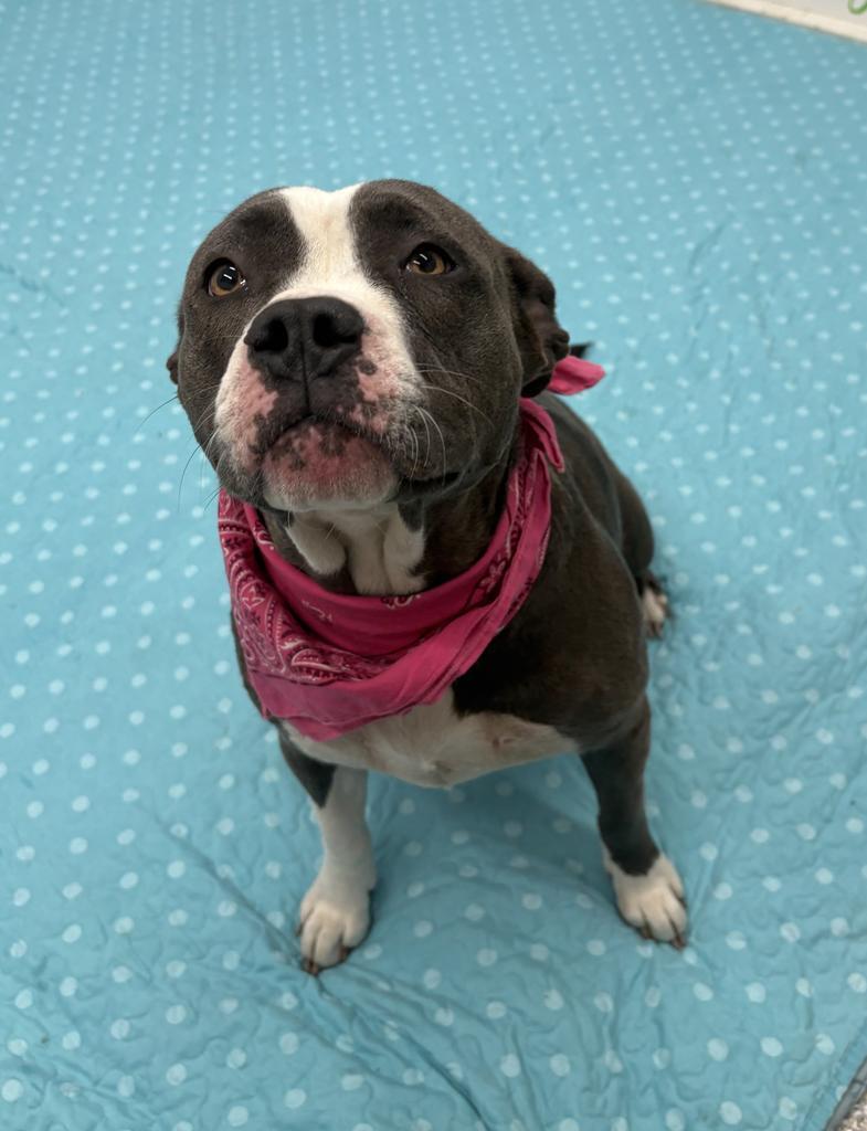 Lily, Adoptable, Young Female Mixed Breed.