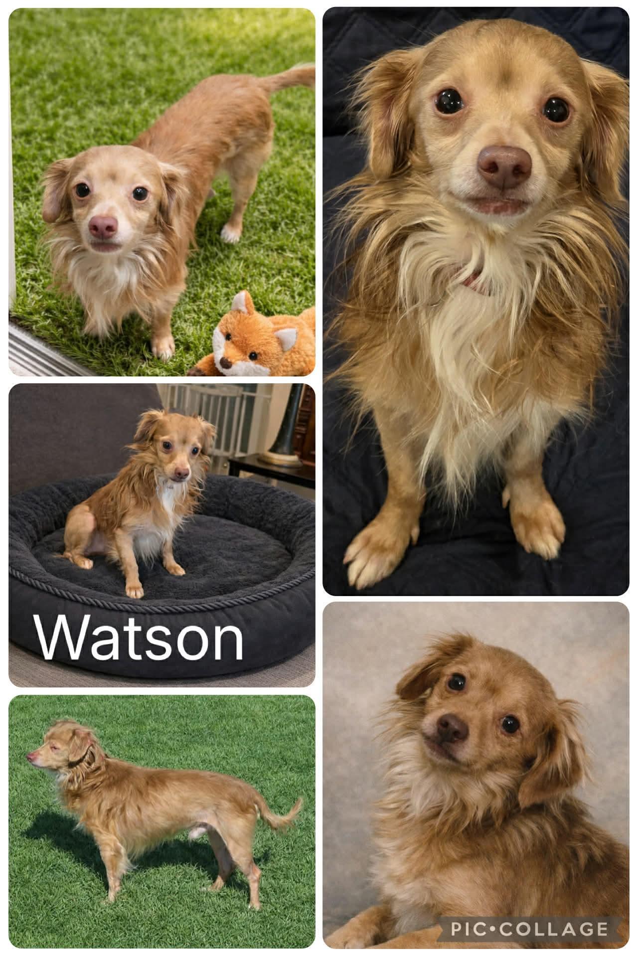 Enlarge Watson , a ADOPTABLE Chihuahua in Enterprise, AL image 1/1