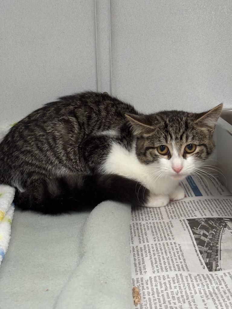 Enlarge Dorothy, a Adoptable mixed breed in Waverly, NY image 1/1