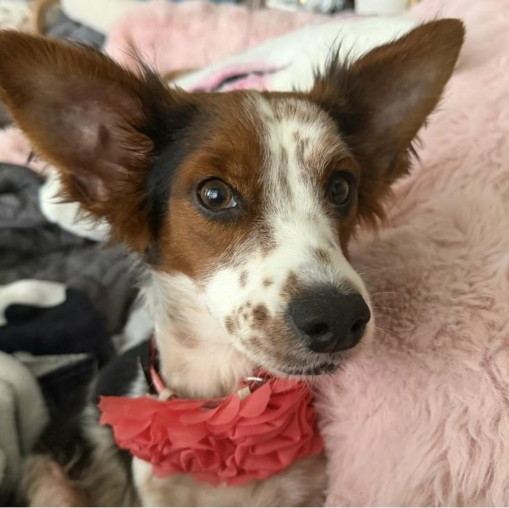 Enlarge Tillie, a ADOPTABLE mixed breed in Dripping Springs, TX image 1/1