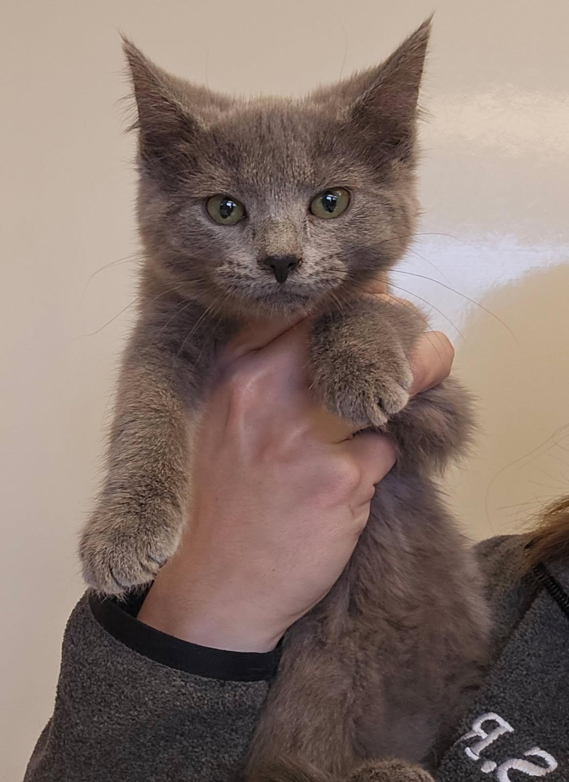 Tutu, adopted, Kitten Female Domestic Short Hair.