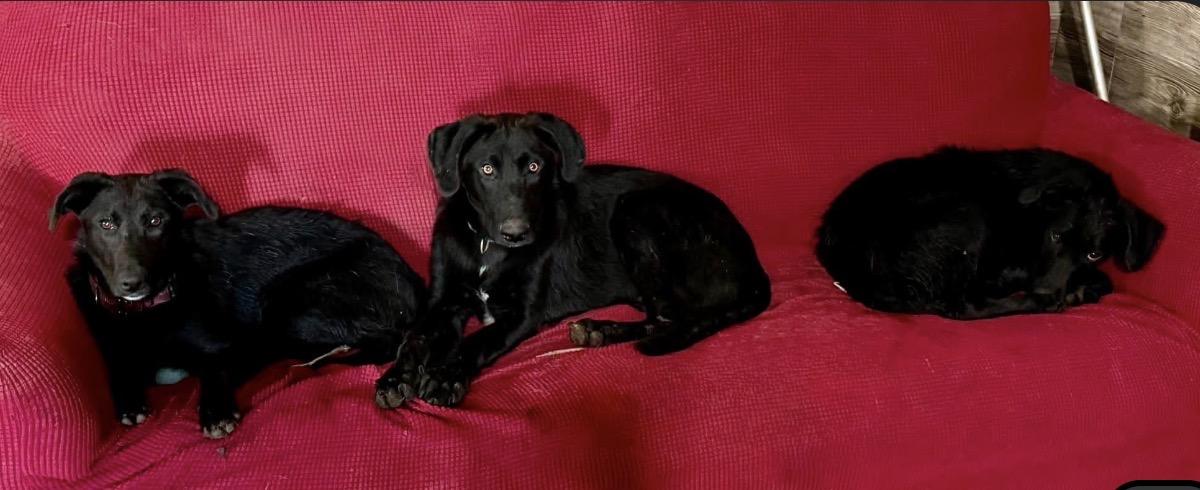 Enlarge Velvet, a Adoptable mixed breed in YALE, SD image 3/3