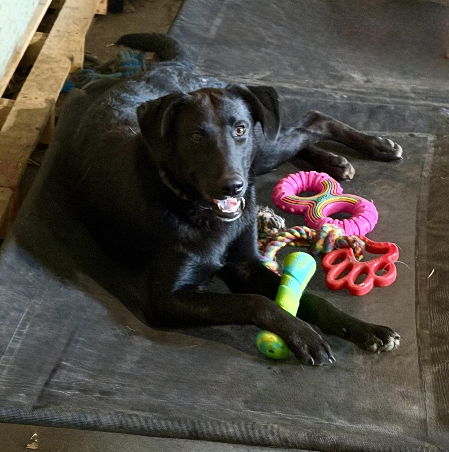Velvet, Adoptable, Young Female Black Labrador Retriever.