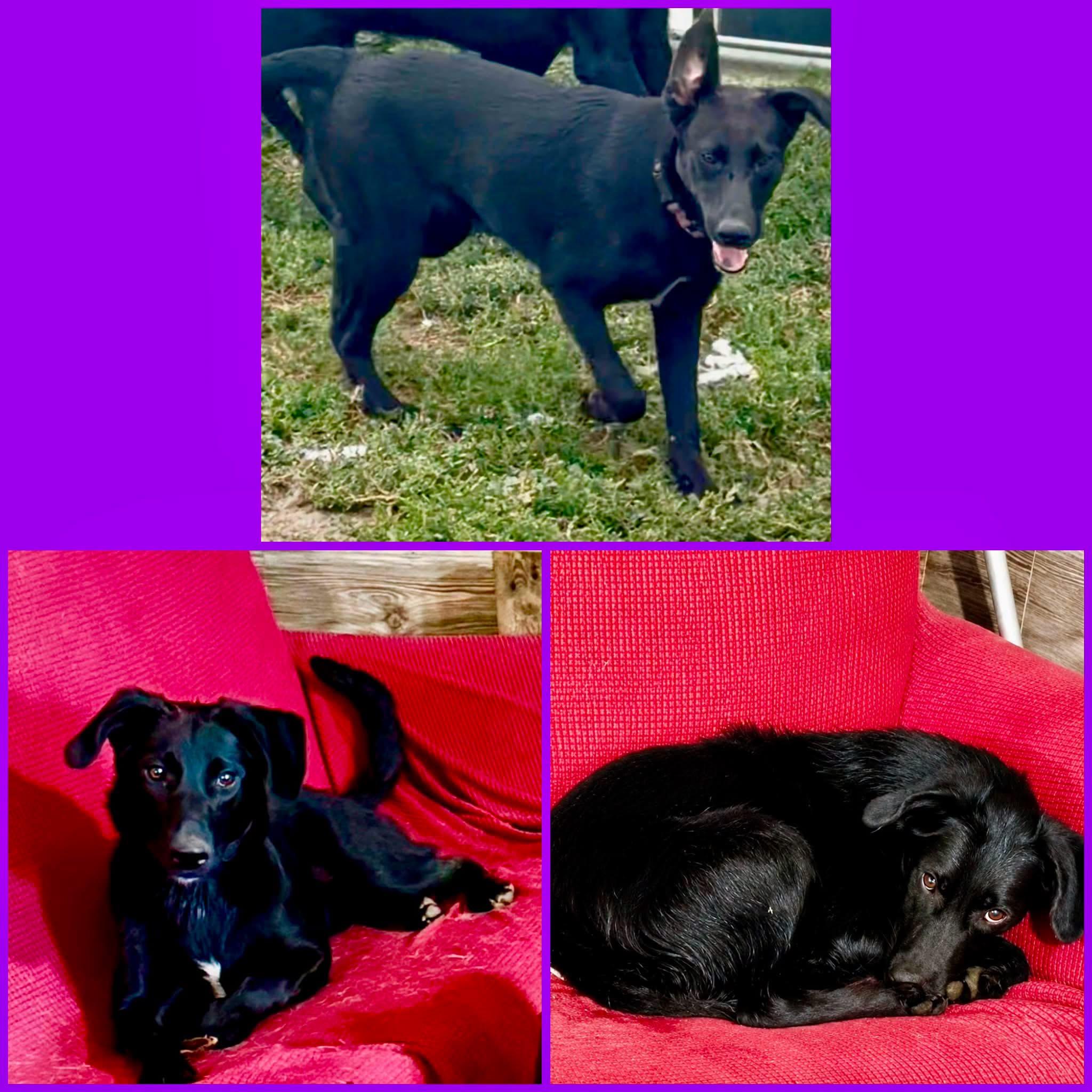 Enlarge Velvet, a Adoptable mixed breed in YALE, SD image 2/3