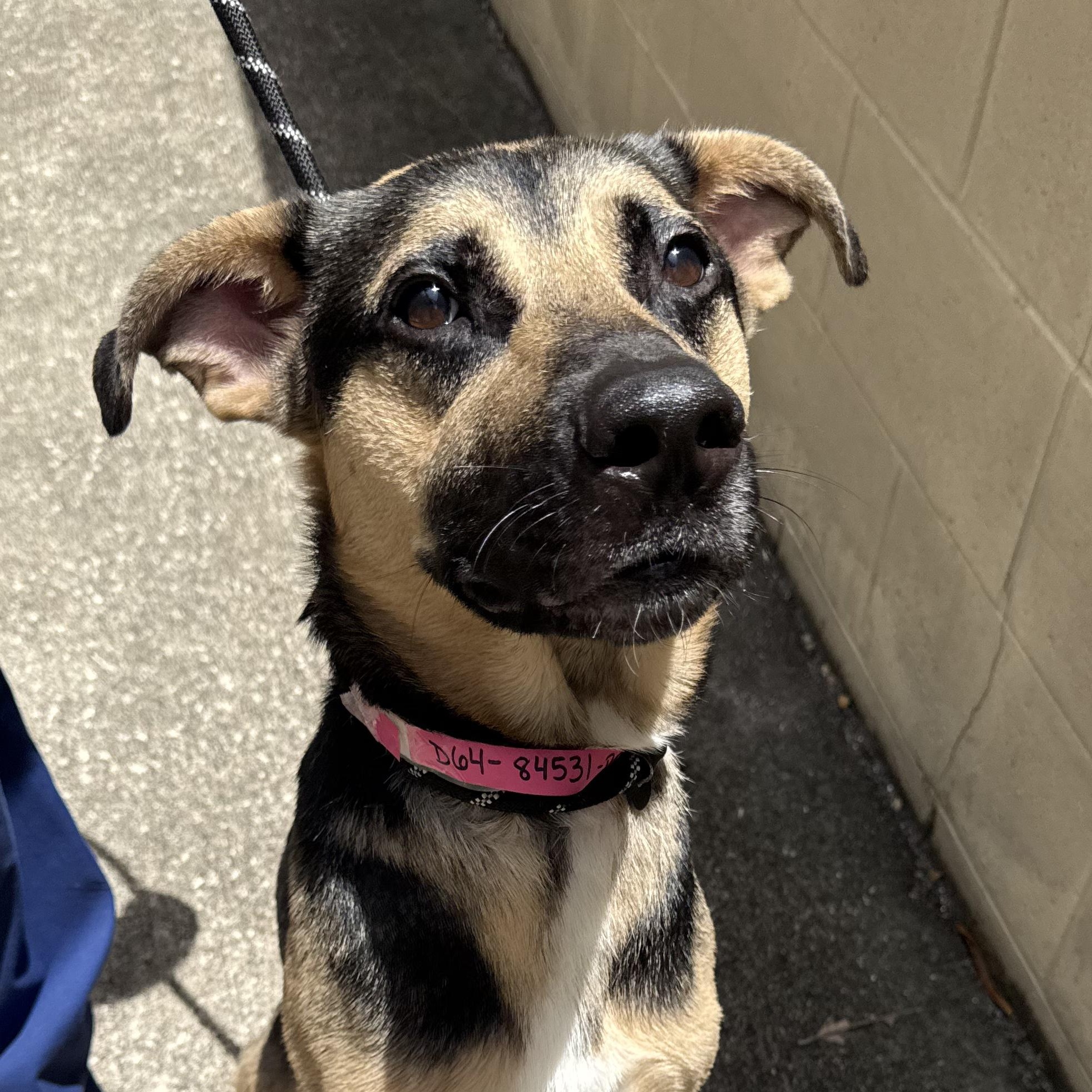 Ranger, an adoptable mixed breed in St. Augustine, FL image 3/4