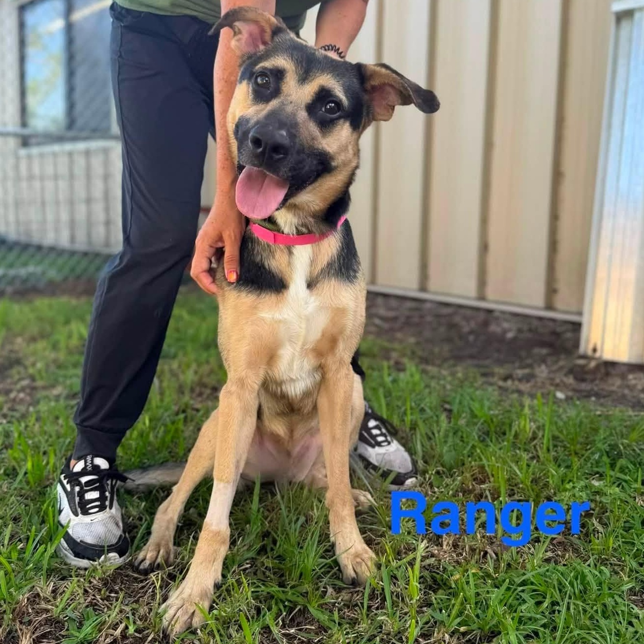 Ranger, adoptable, Young Male Shepherd.
