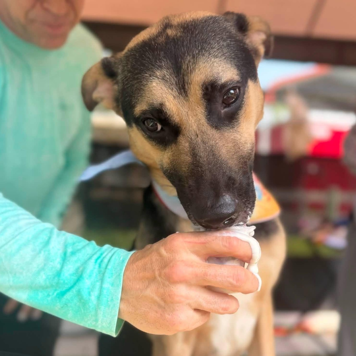 Enlarge Ranger, an adoptable mixed breed in St. Augustine, FL image 3/4