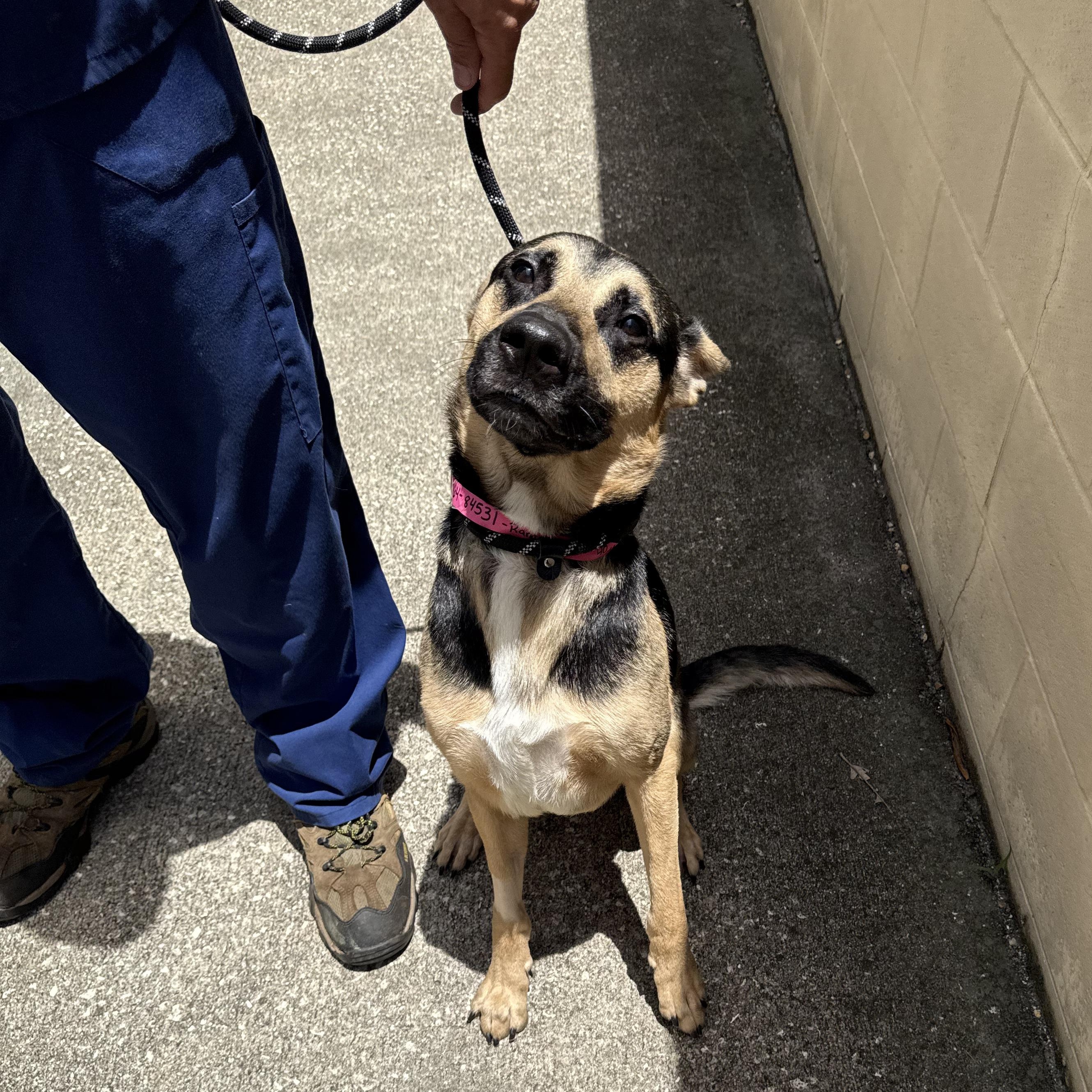 Ranger, an adoptable mixed breed in St. Augustine, FL image 2/4