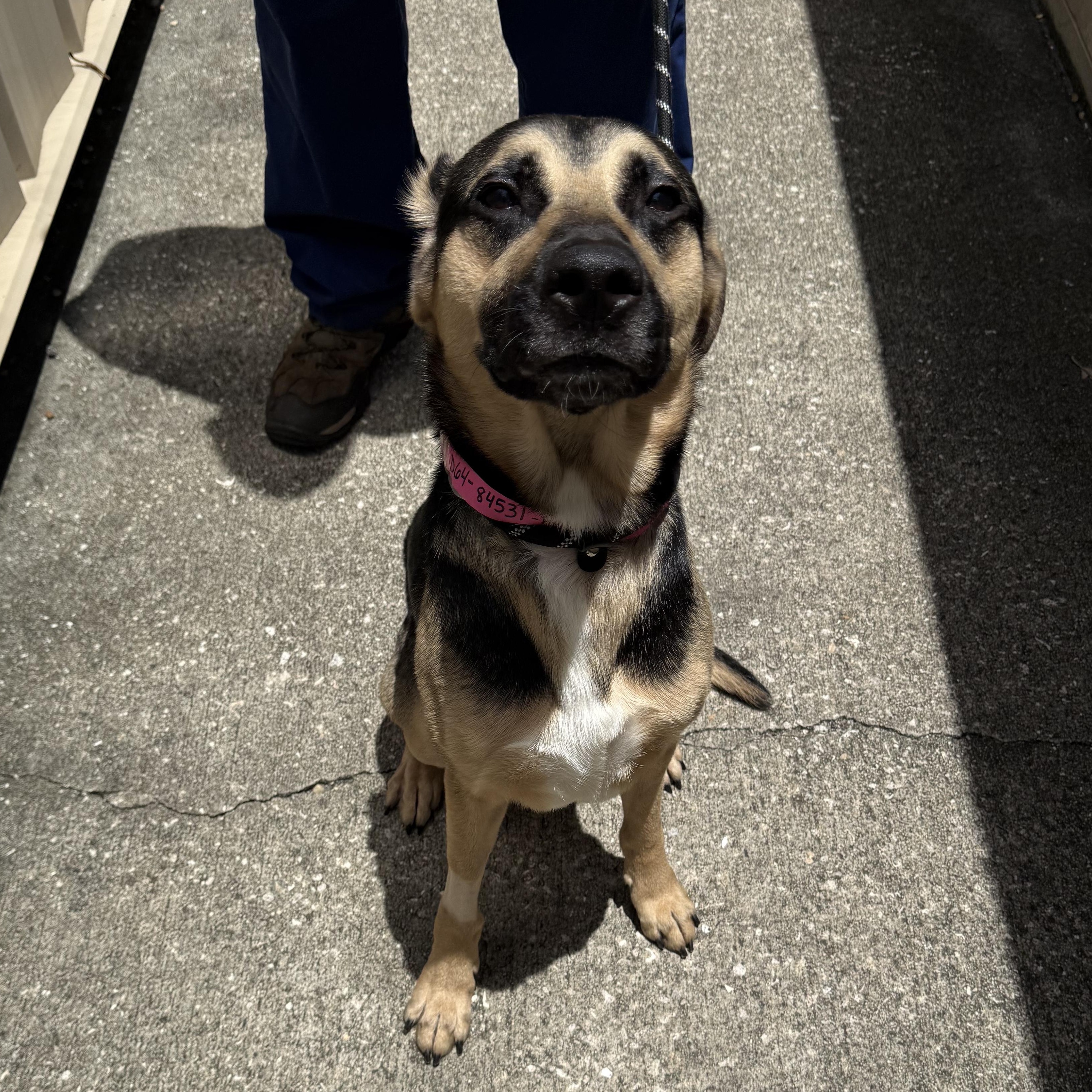 Ranger, an adoptable mixed breed in St. Augustine, FL image 4/4