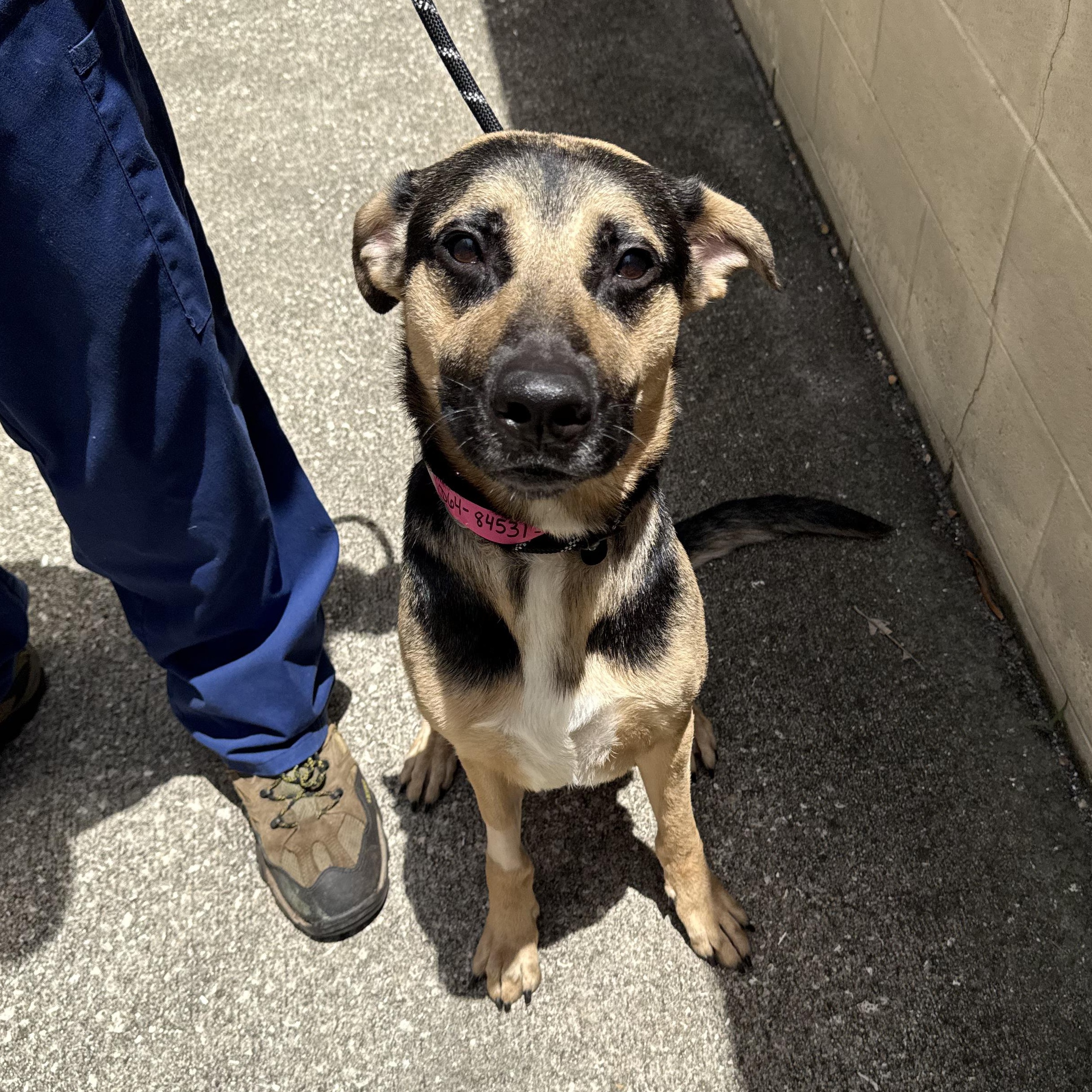 Ranger, adoptable, Young Male Shepherd.