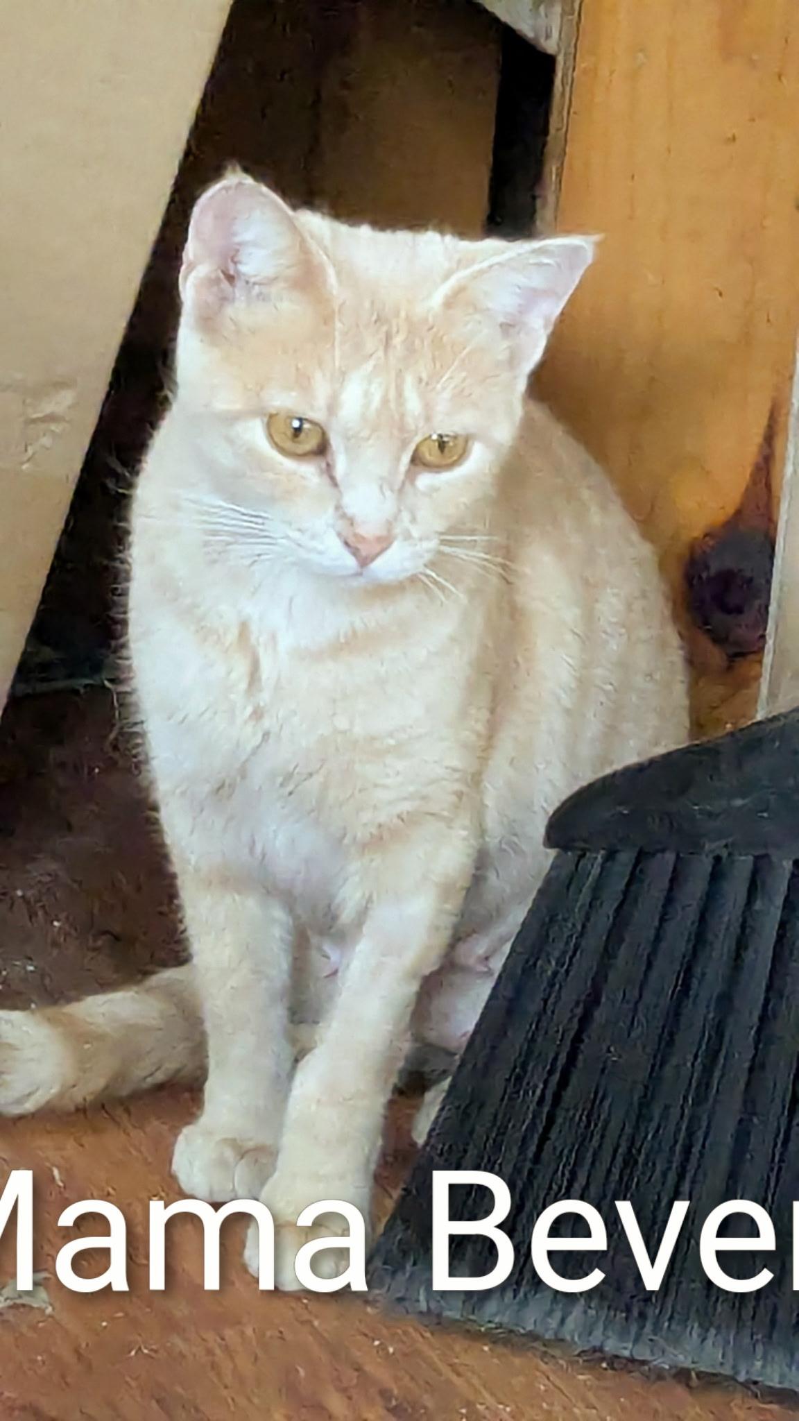 Beverly, a ADOPTABLE Domestic Short Hair in Mineral Point, WI image 2/4