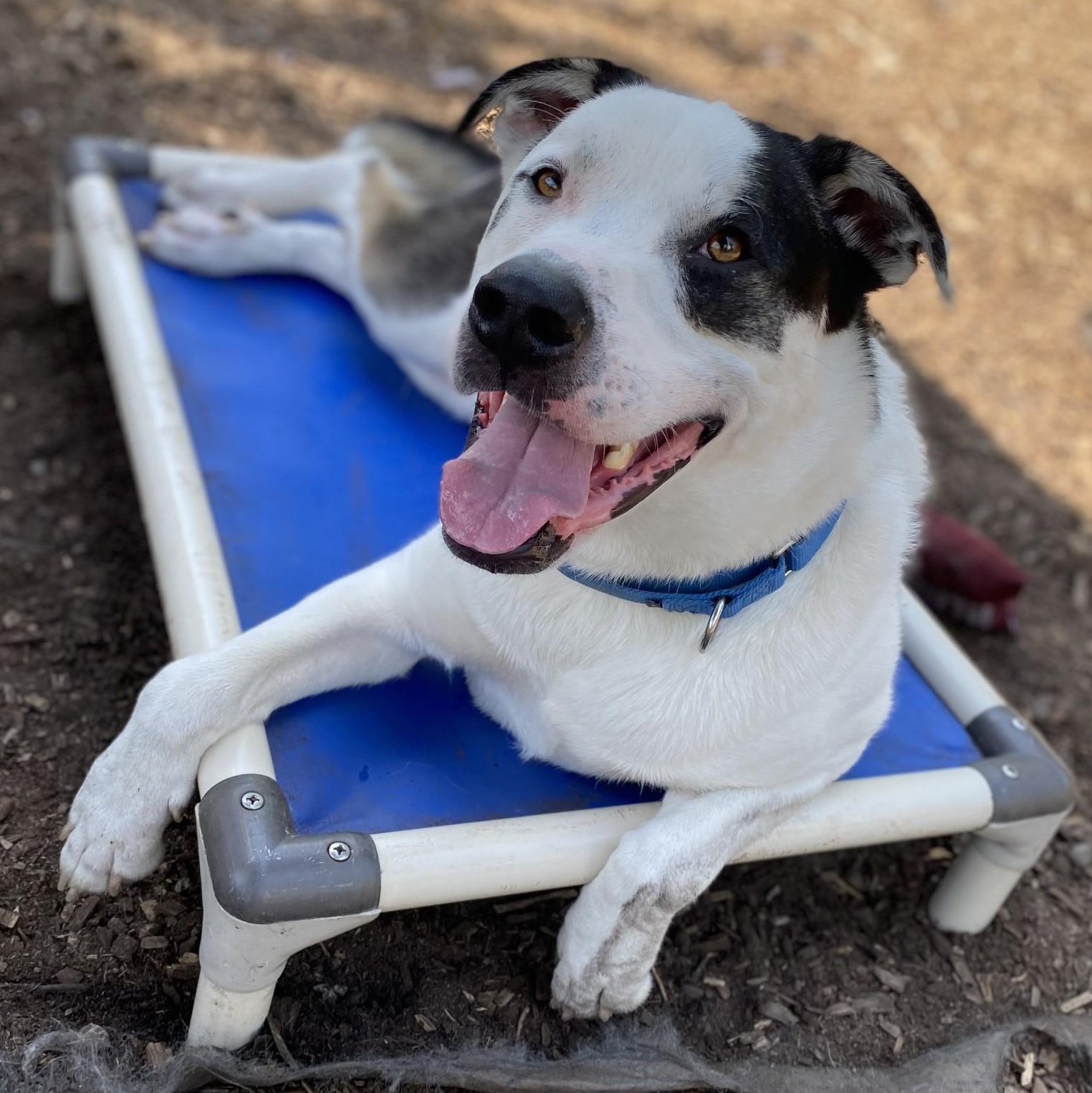 Rembrandt thumbnail 2