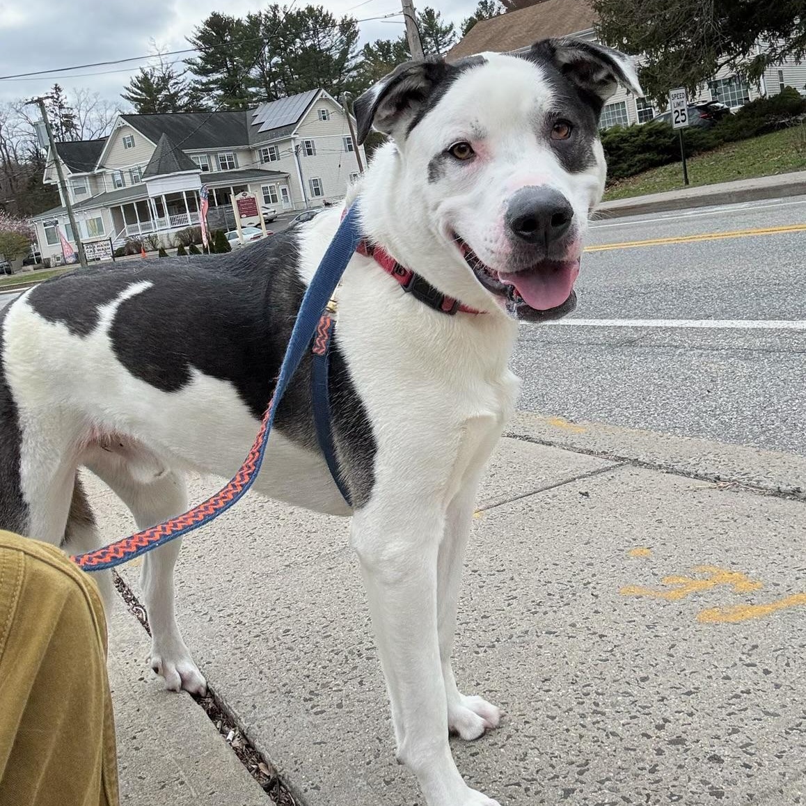 Rembrandt thumbnail 3