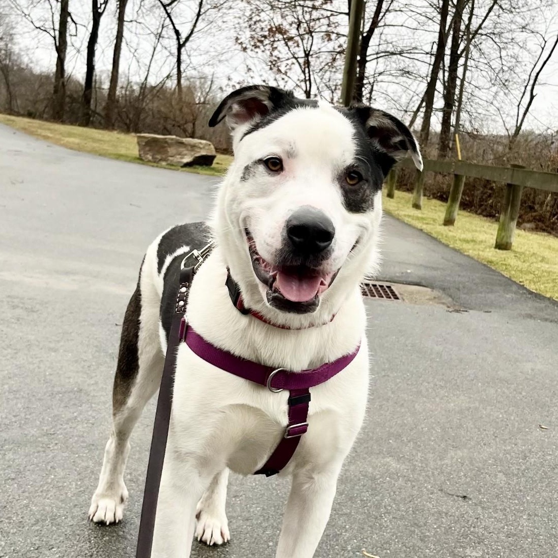 Rembrandt thumbnail 4