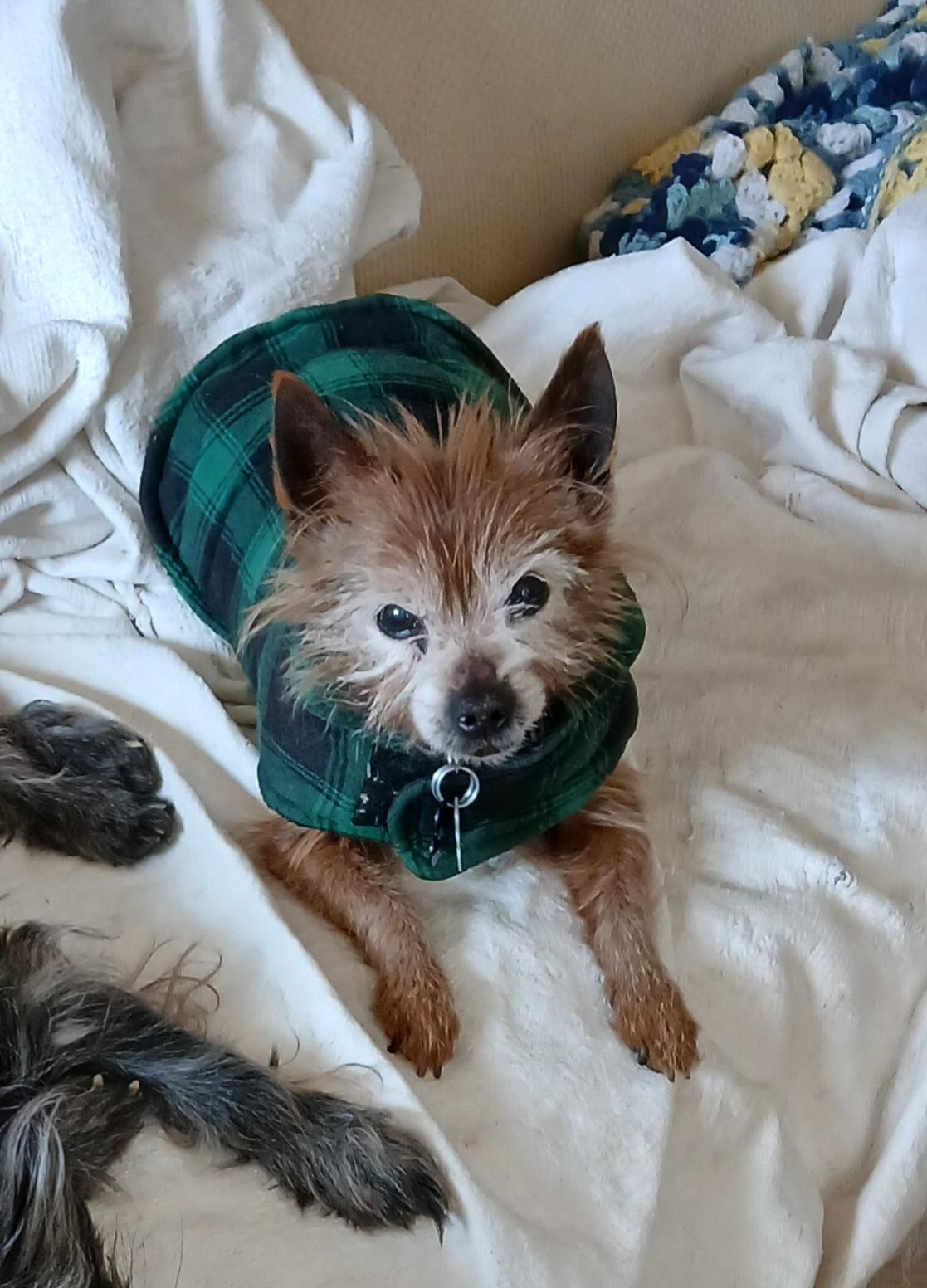 Enlarge Murphy, a Adopted Yorkshire Terrier in Baldwin, MD image 1/2