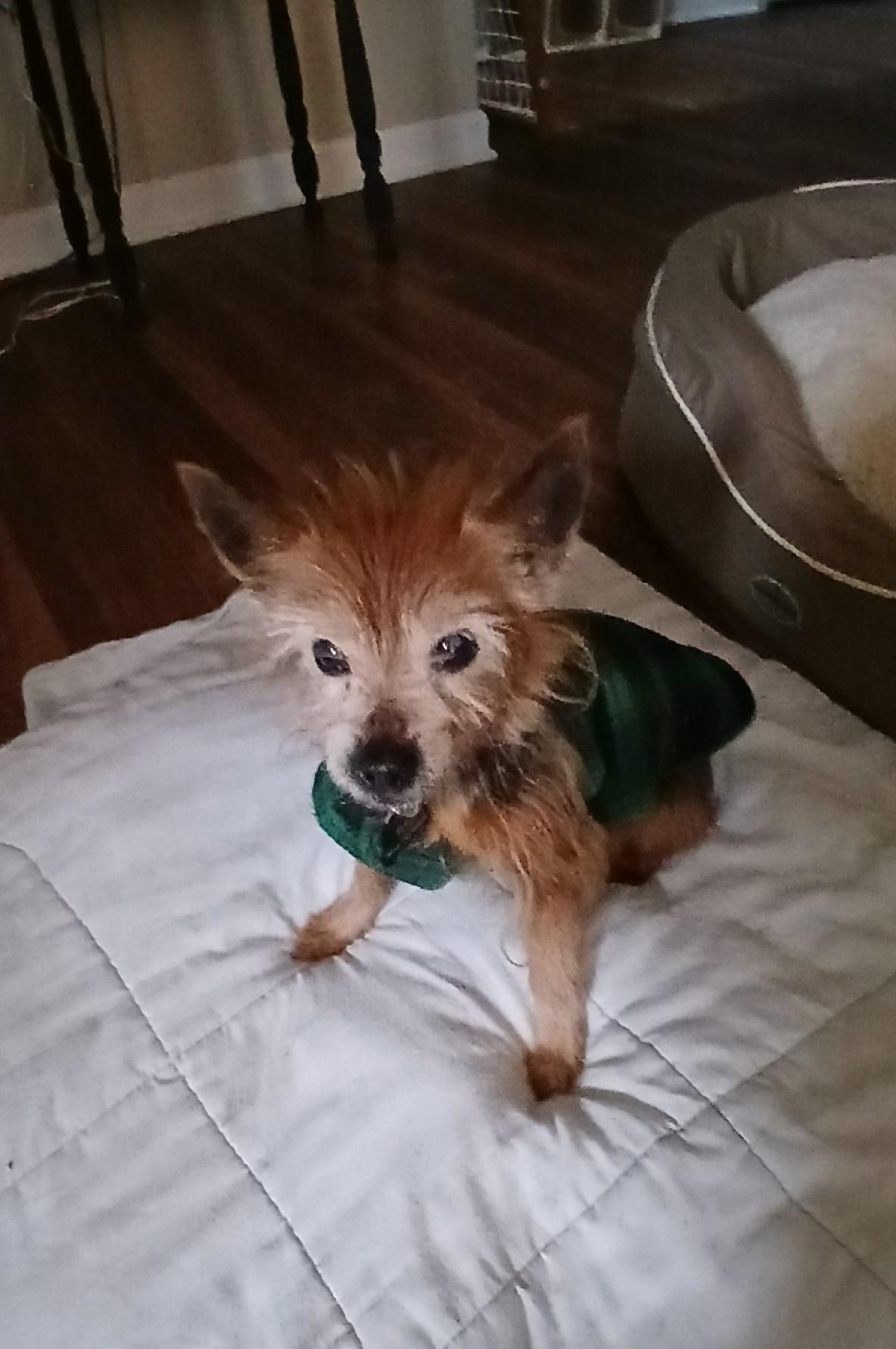 Enlarge Murphy, a Adopted Yorkshire Terrier in Baldwin, MD image 2/2