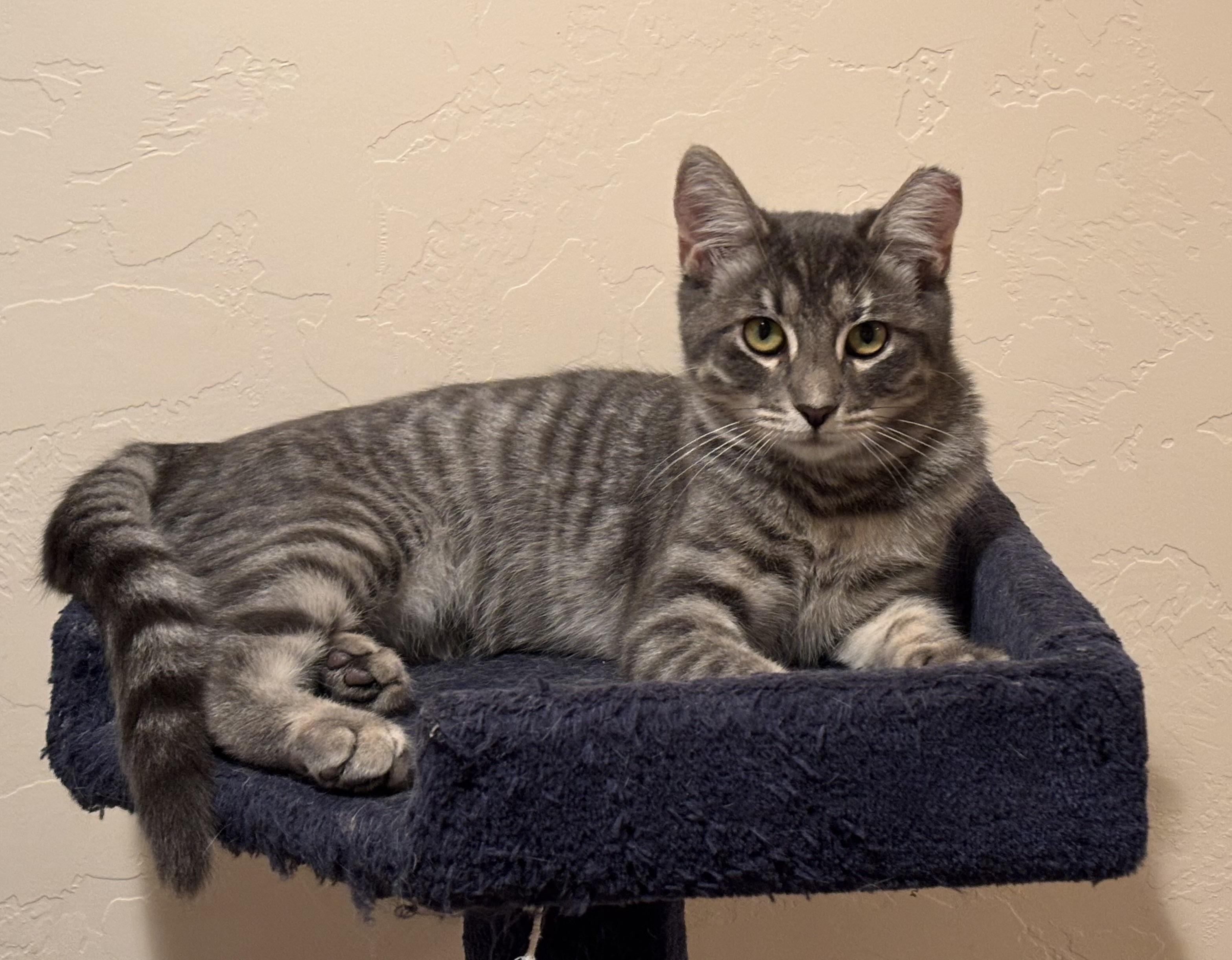 Olivia Wilde, a Adoptable Domestic Short Hair in Sierra Vista, AZ image 1/3
